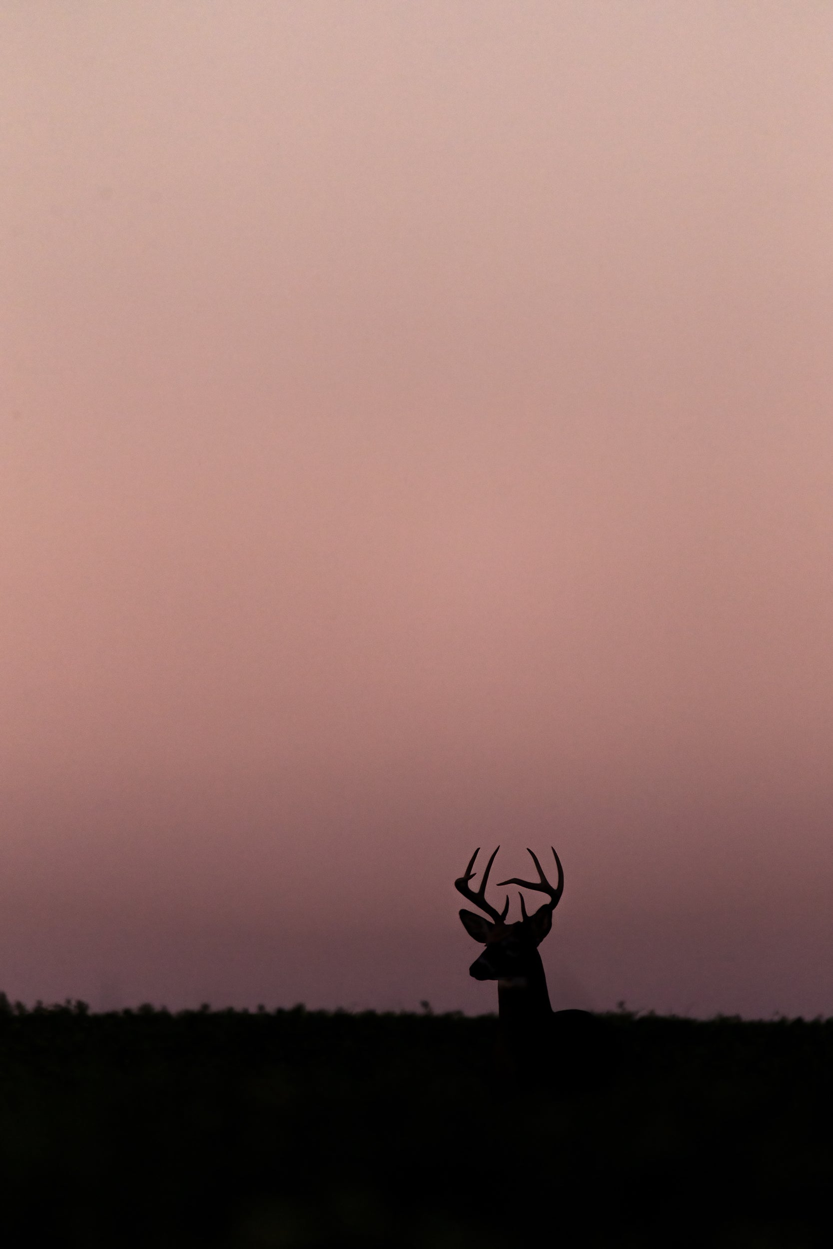 White-tailed deer 056