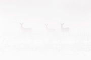 Cerf de Virginie 057