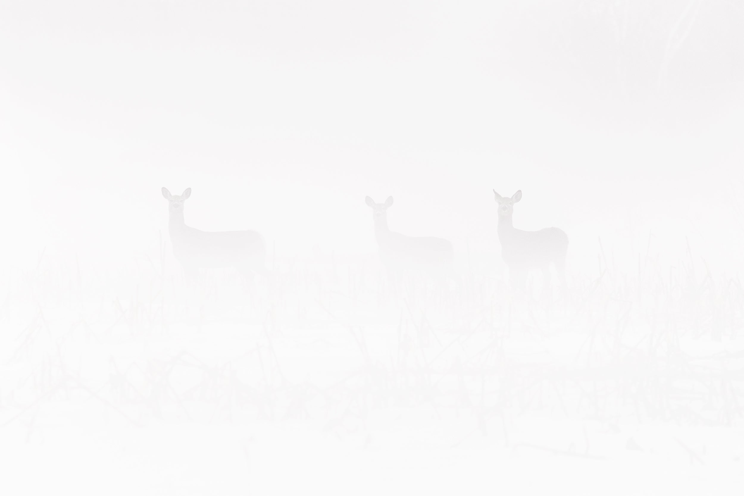 White-tailed deer 057