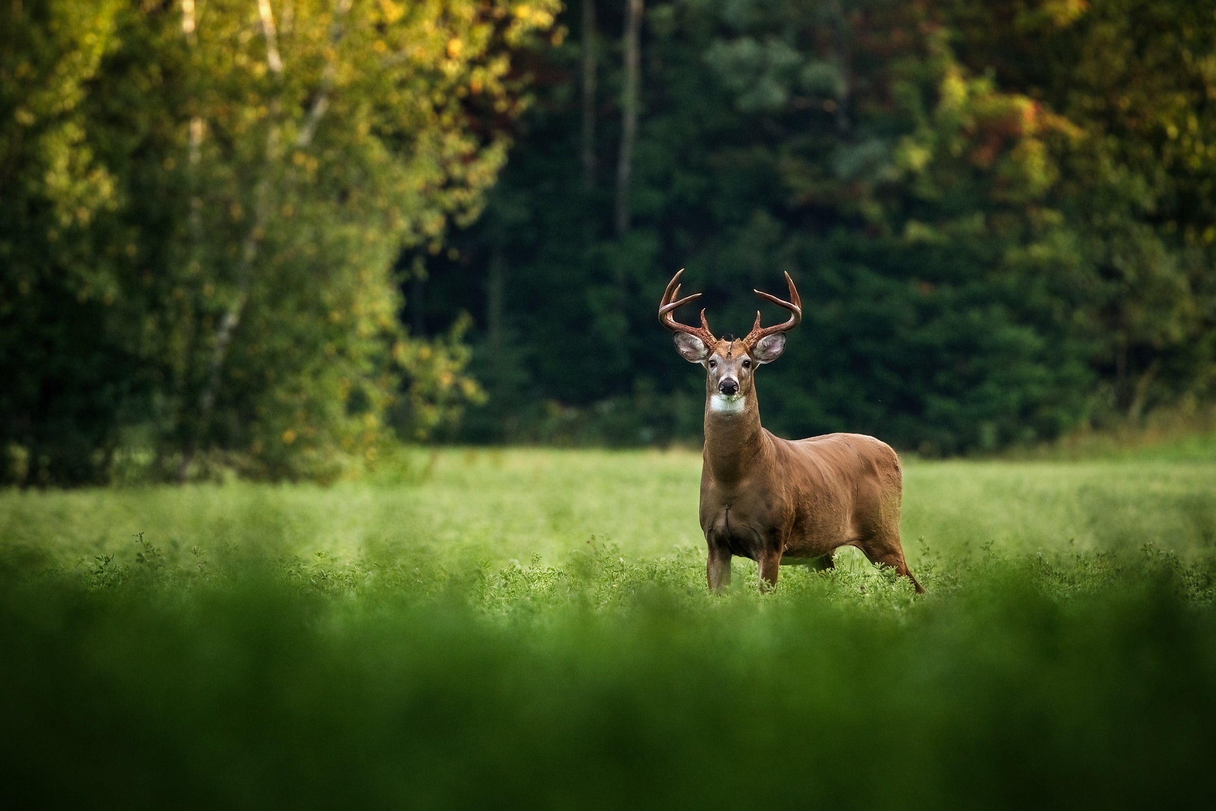 White-tailed deer 058