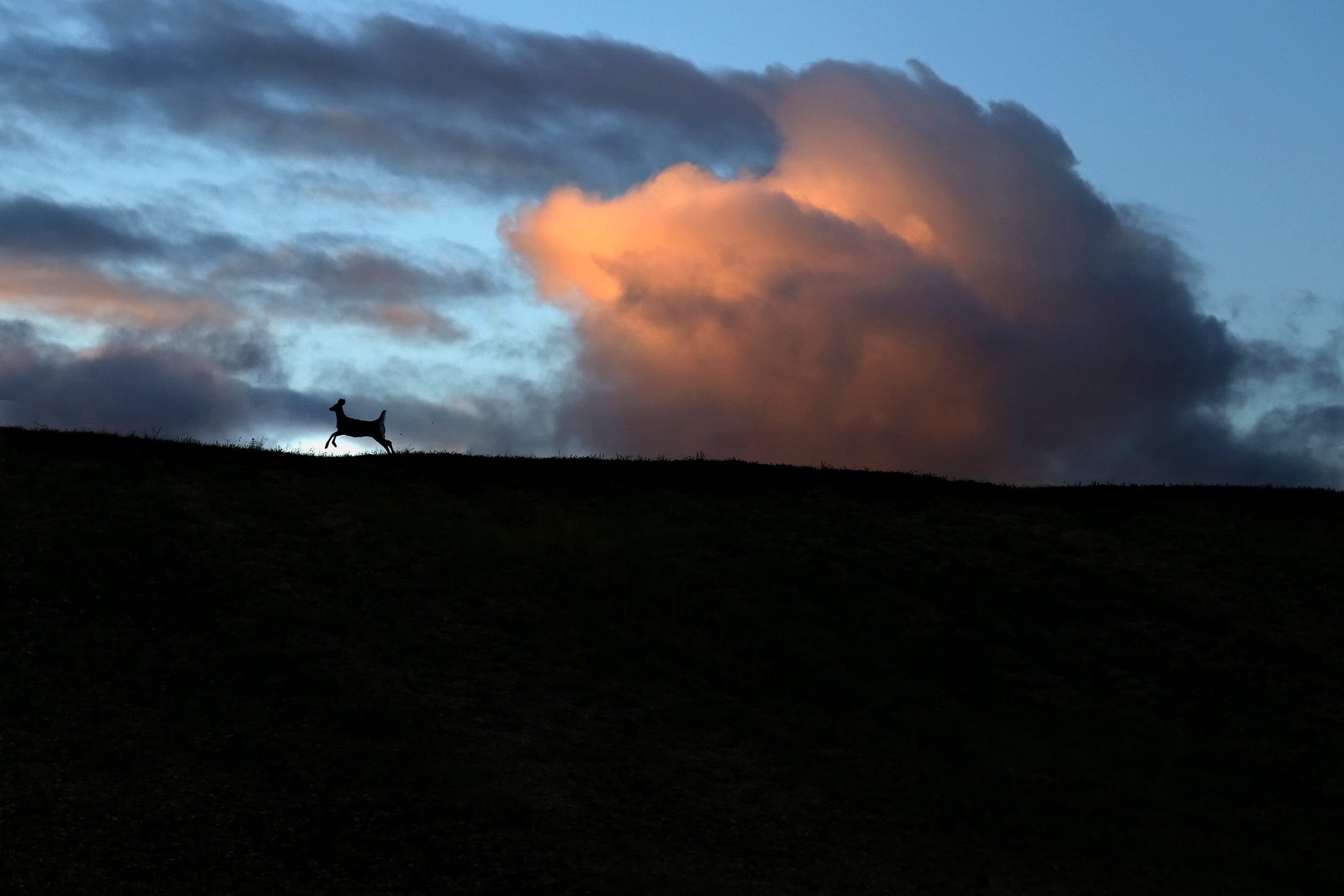 White-tailed deer 059