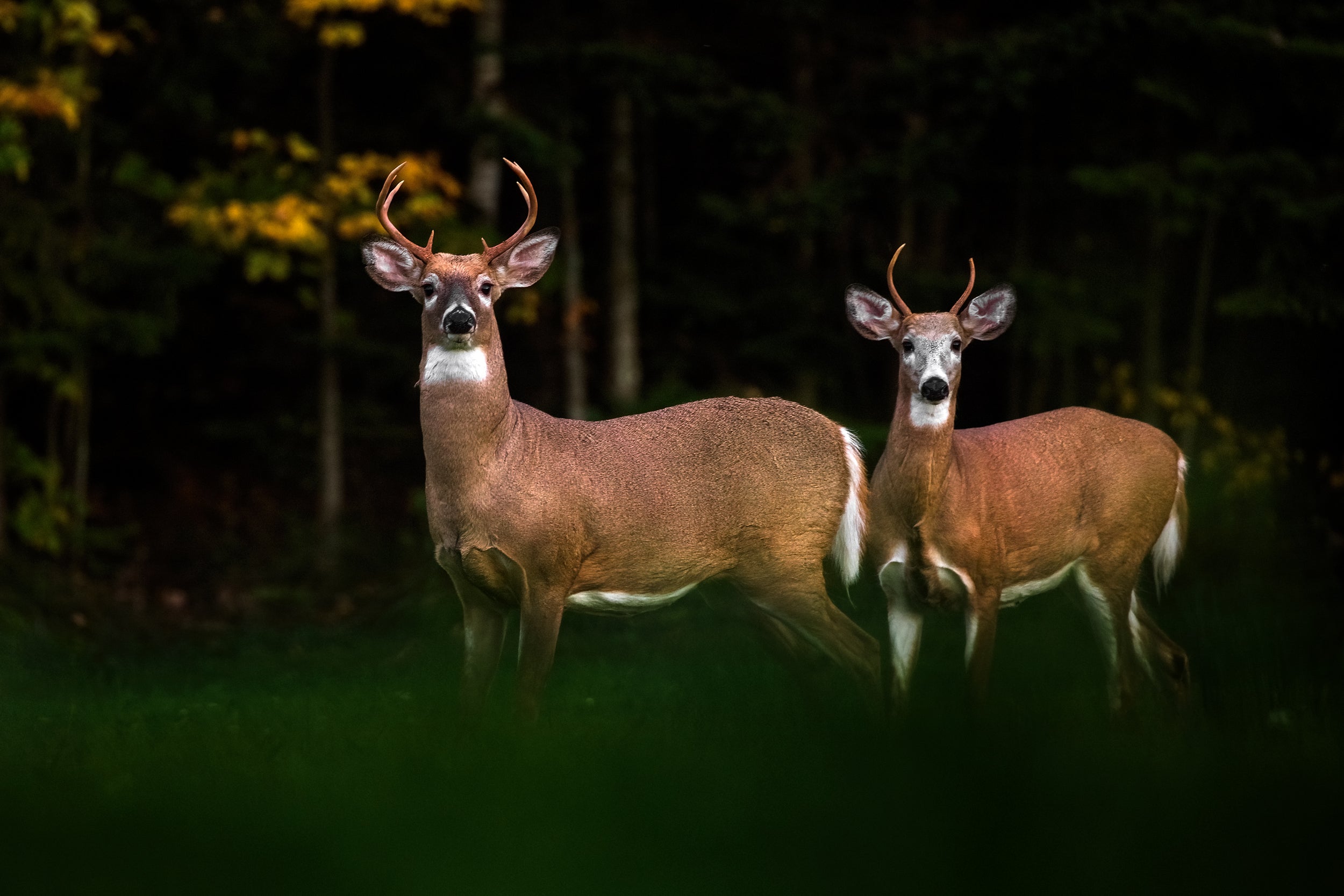 White-tailed deer 060