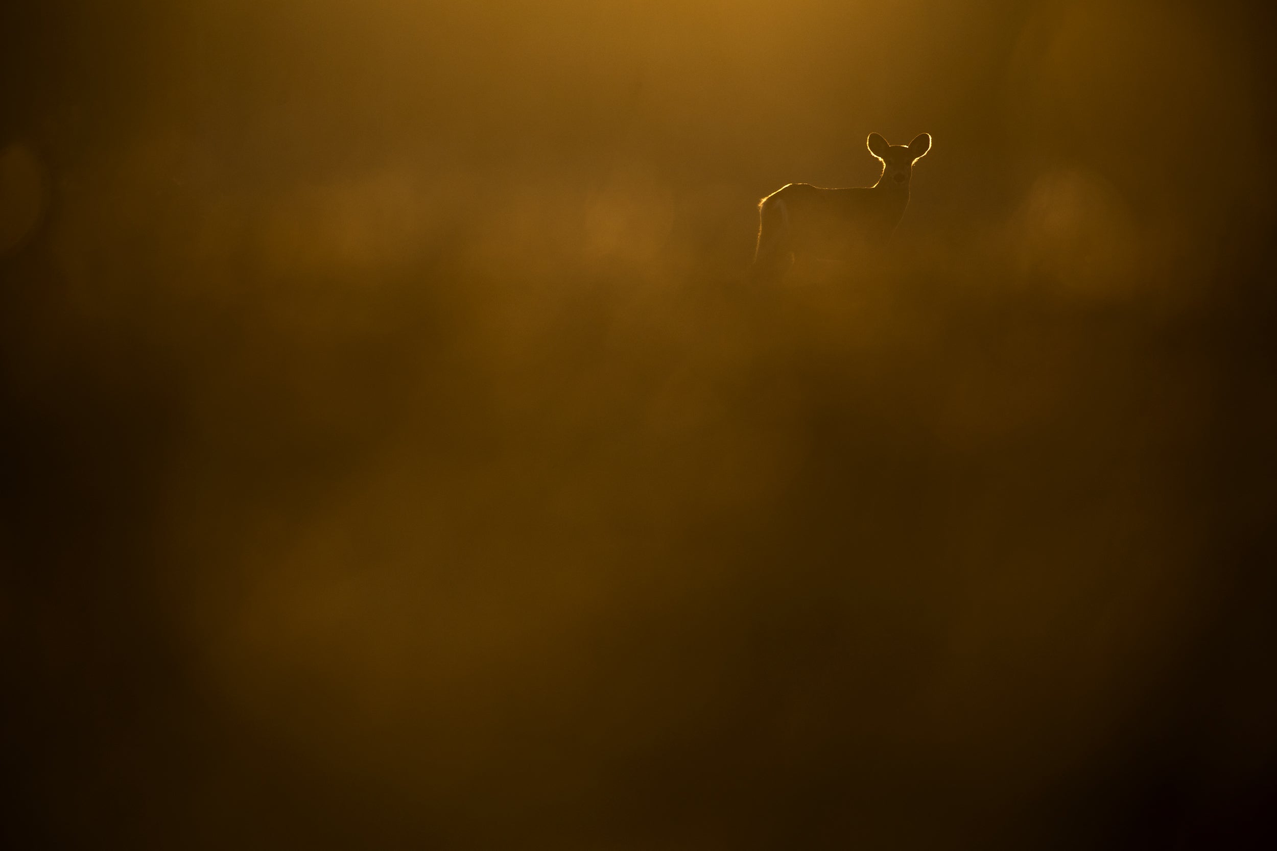 White-tailed deer 065