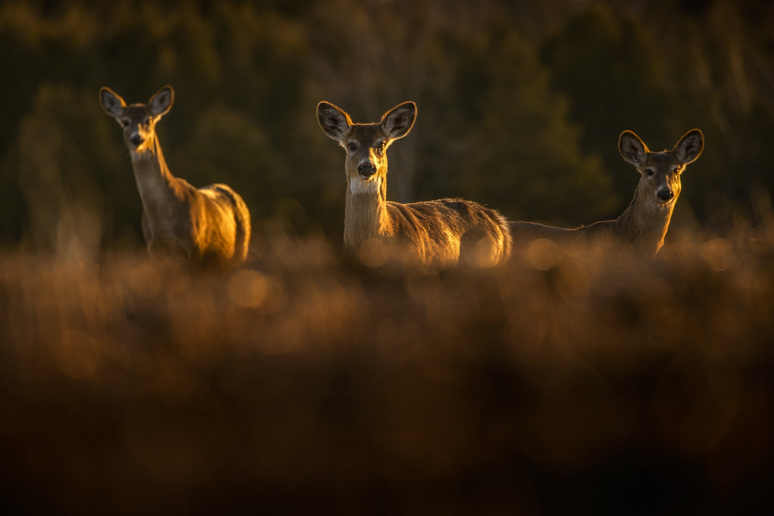 White-tailed deer 066