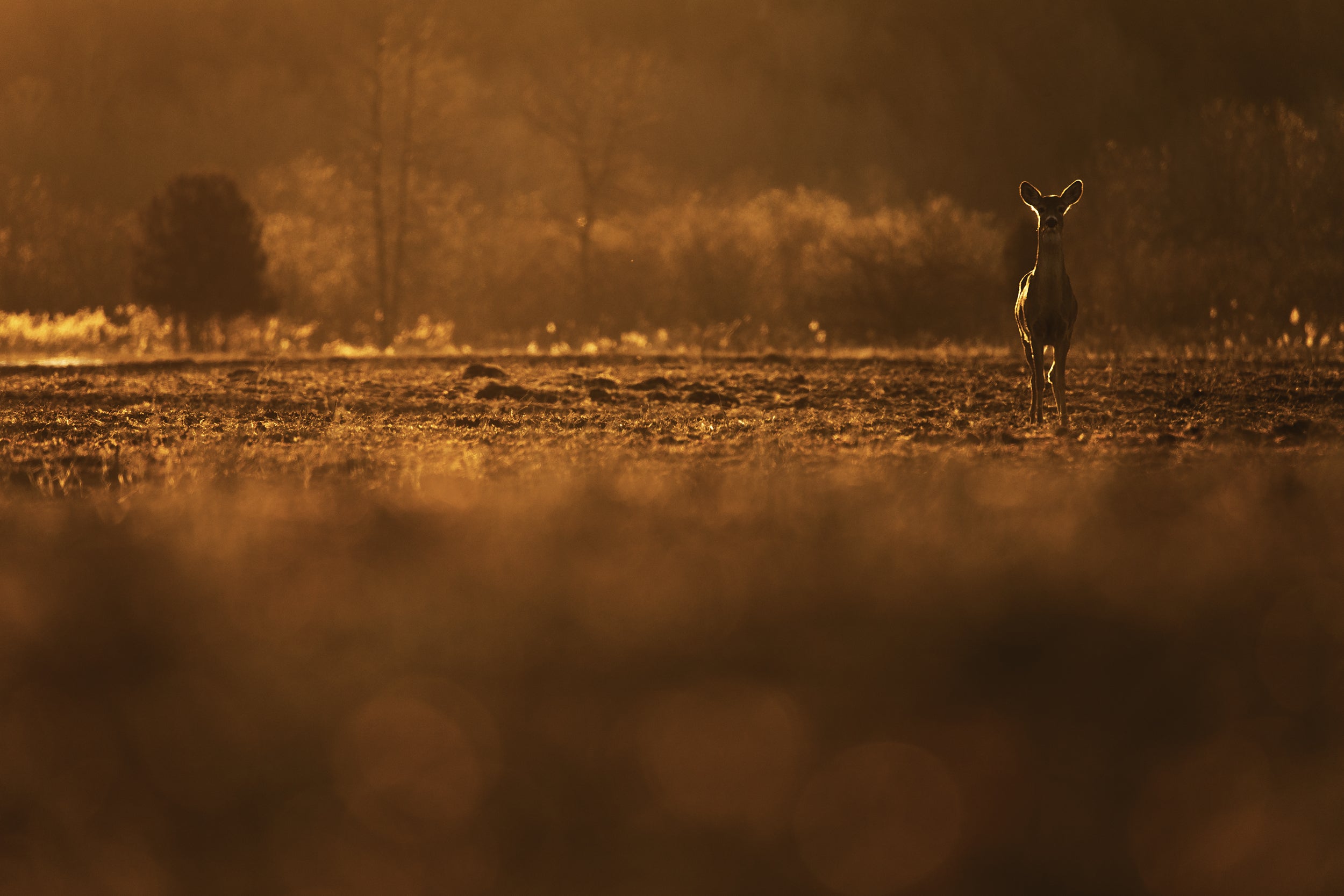 White-tailed deer 067