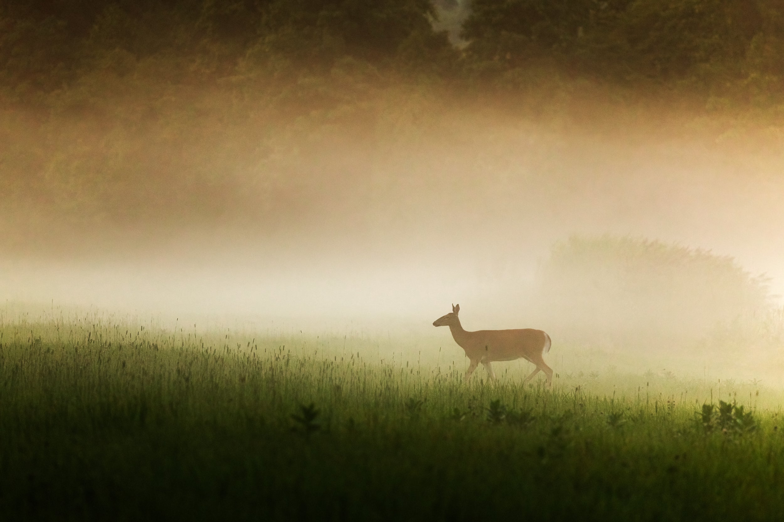 White-tailed deer 068