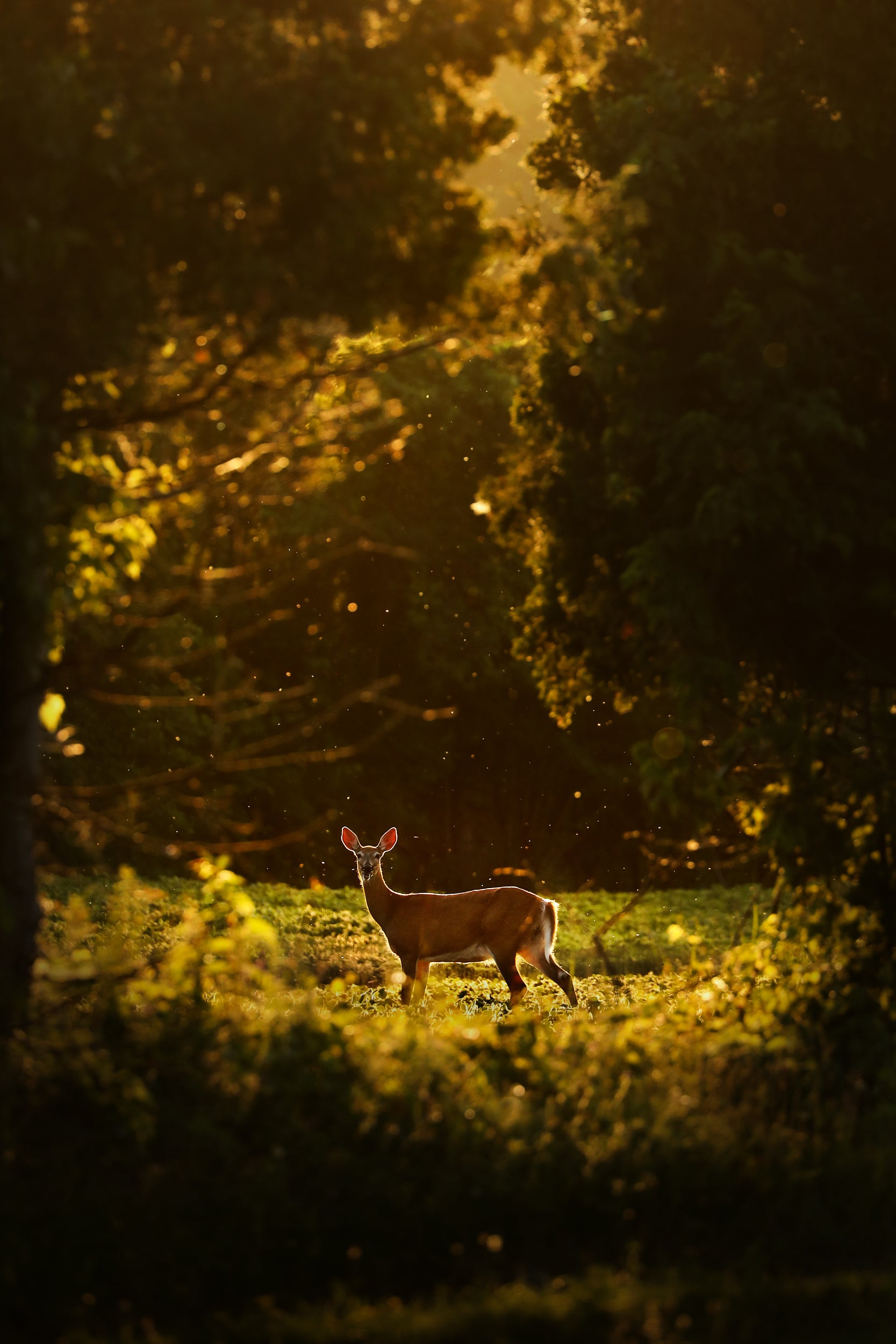 White-tailed deer 069