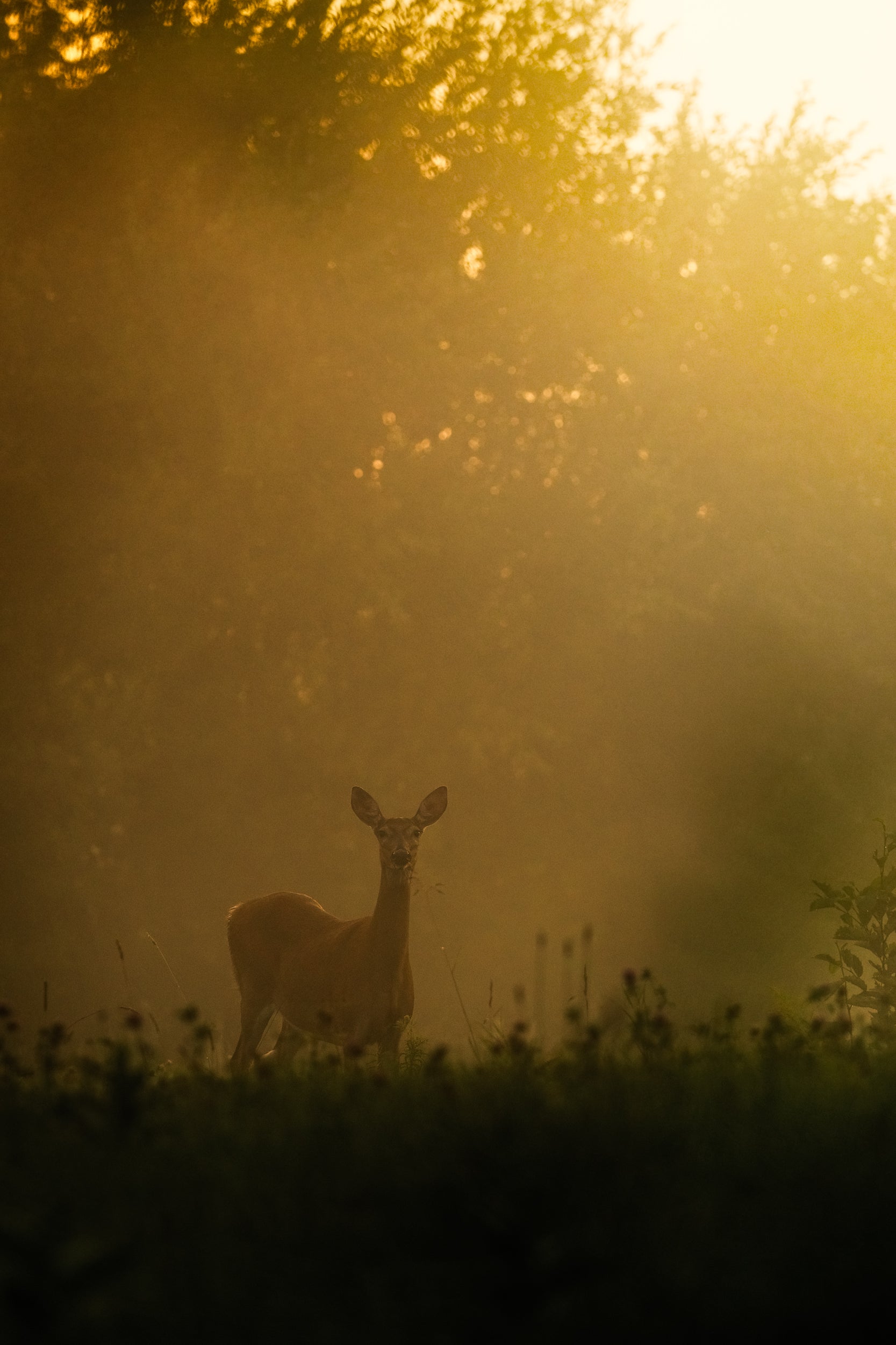 White-tailed deer 070