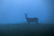 Cerf de Virginie 071