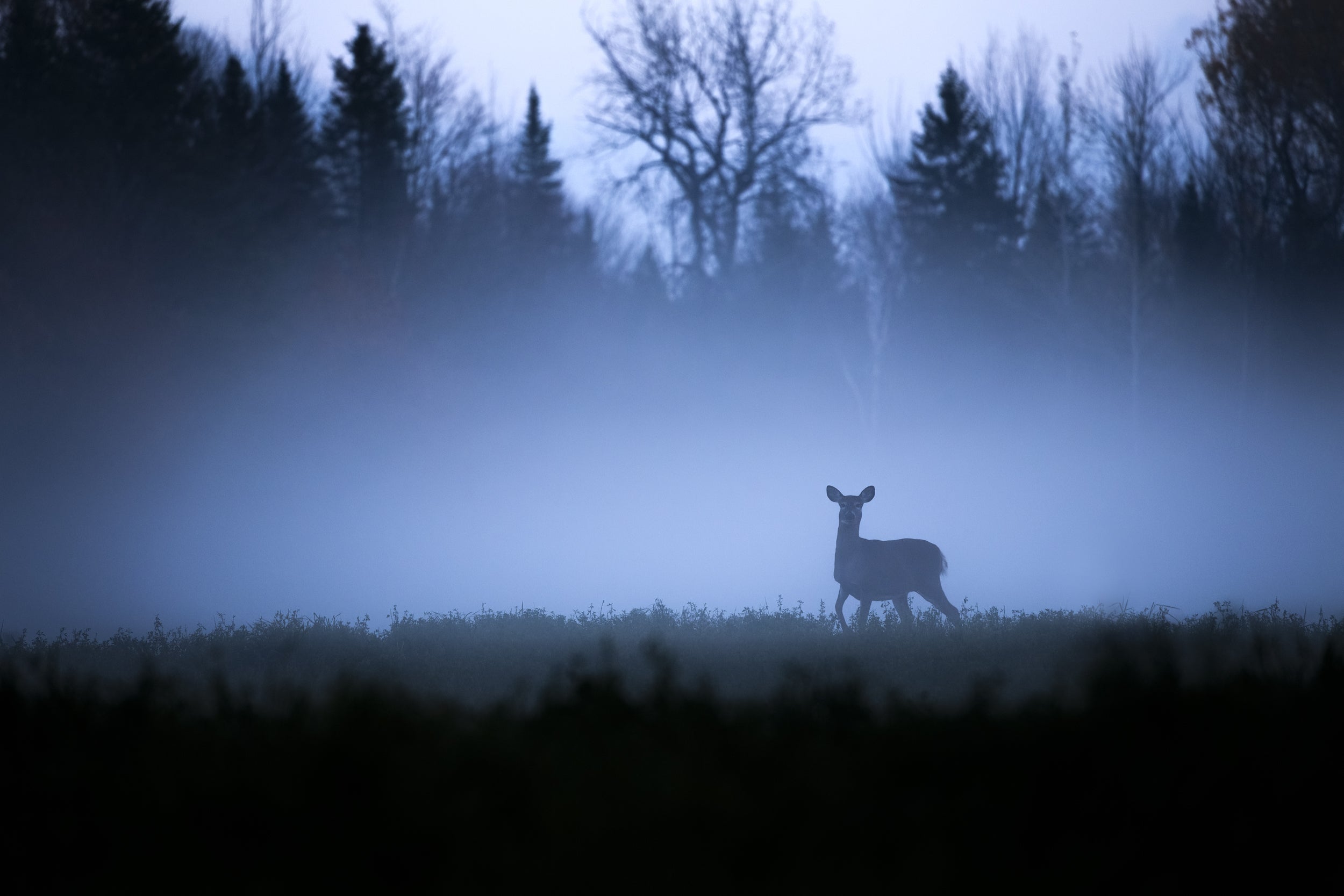 White-tailed deer 073