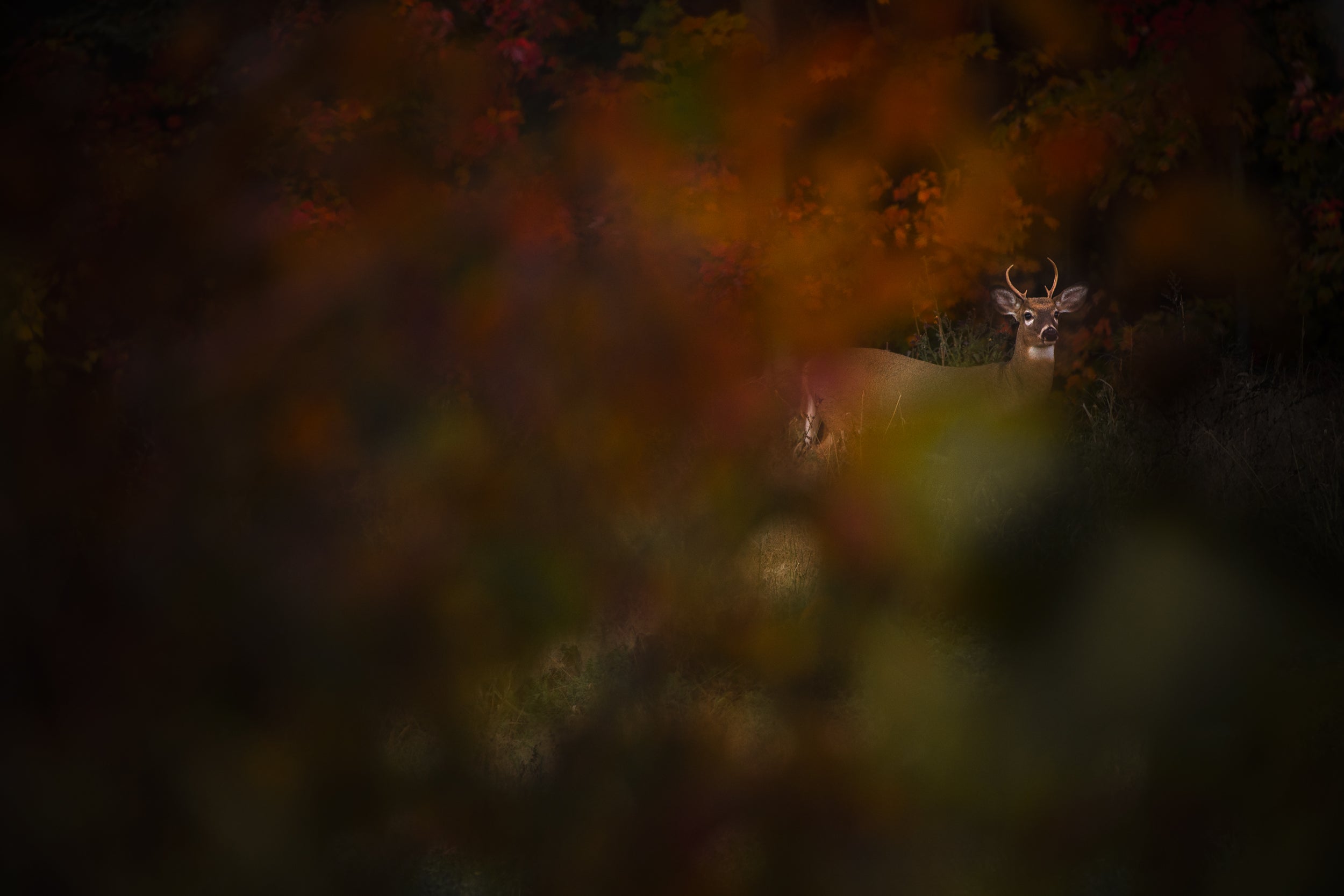 White-tailed deer 074