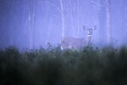 White-tailed deer 075