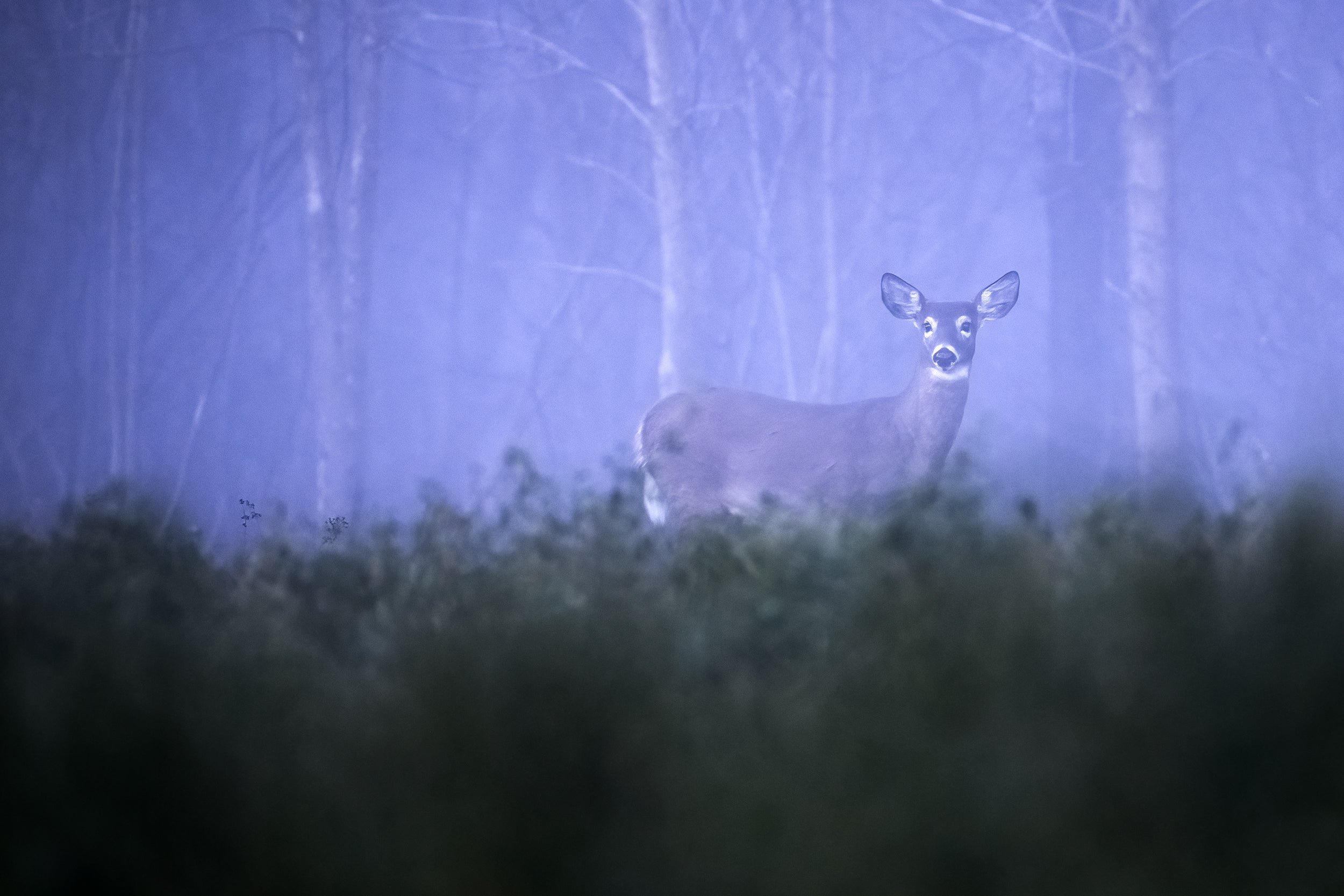 White-tailed deer 075