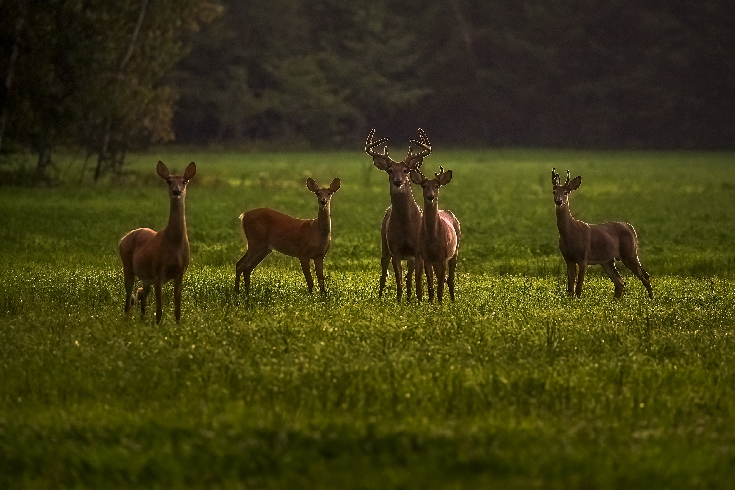 White-tailed deer 076
