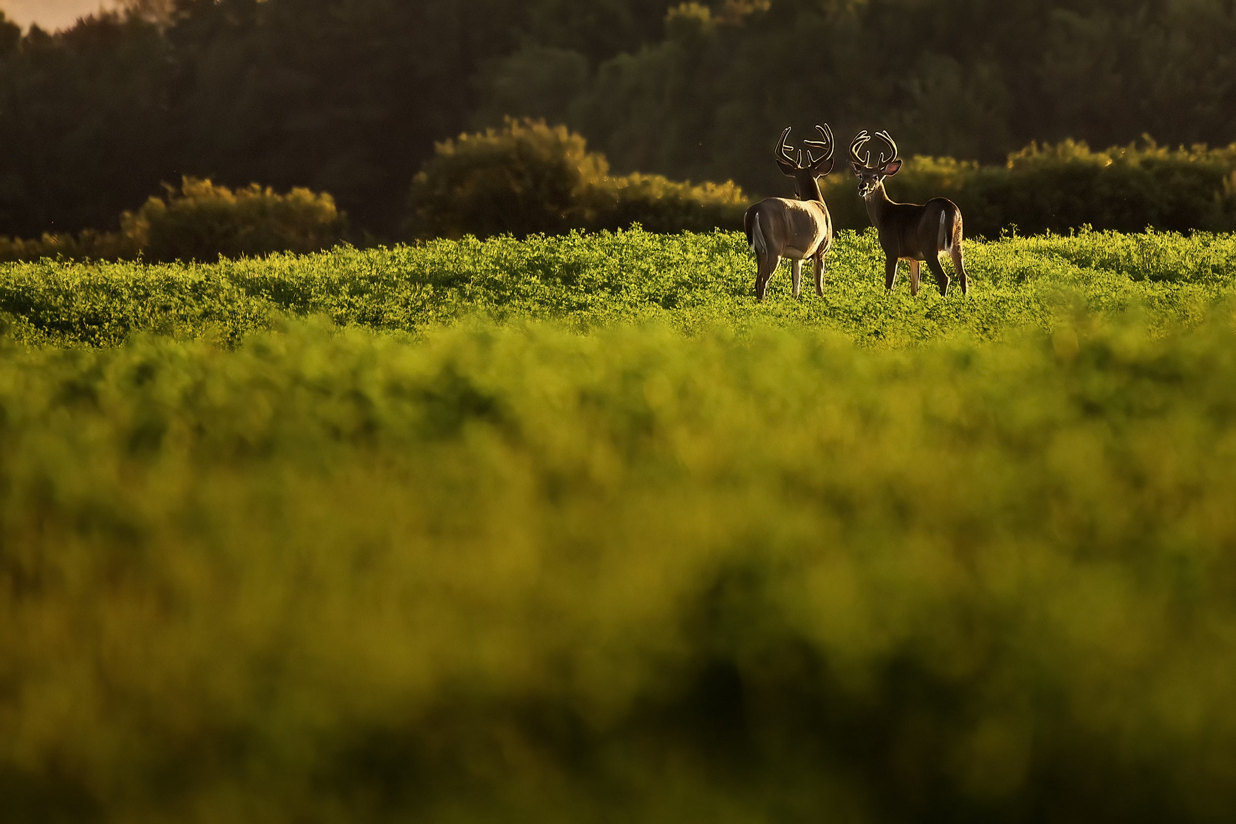 White-tailed deer 077