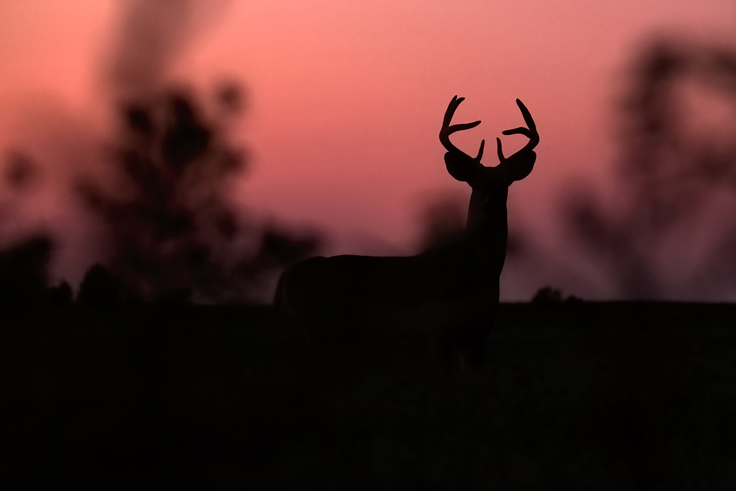 White-tailed deer 078
