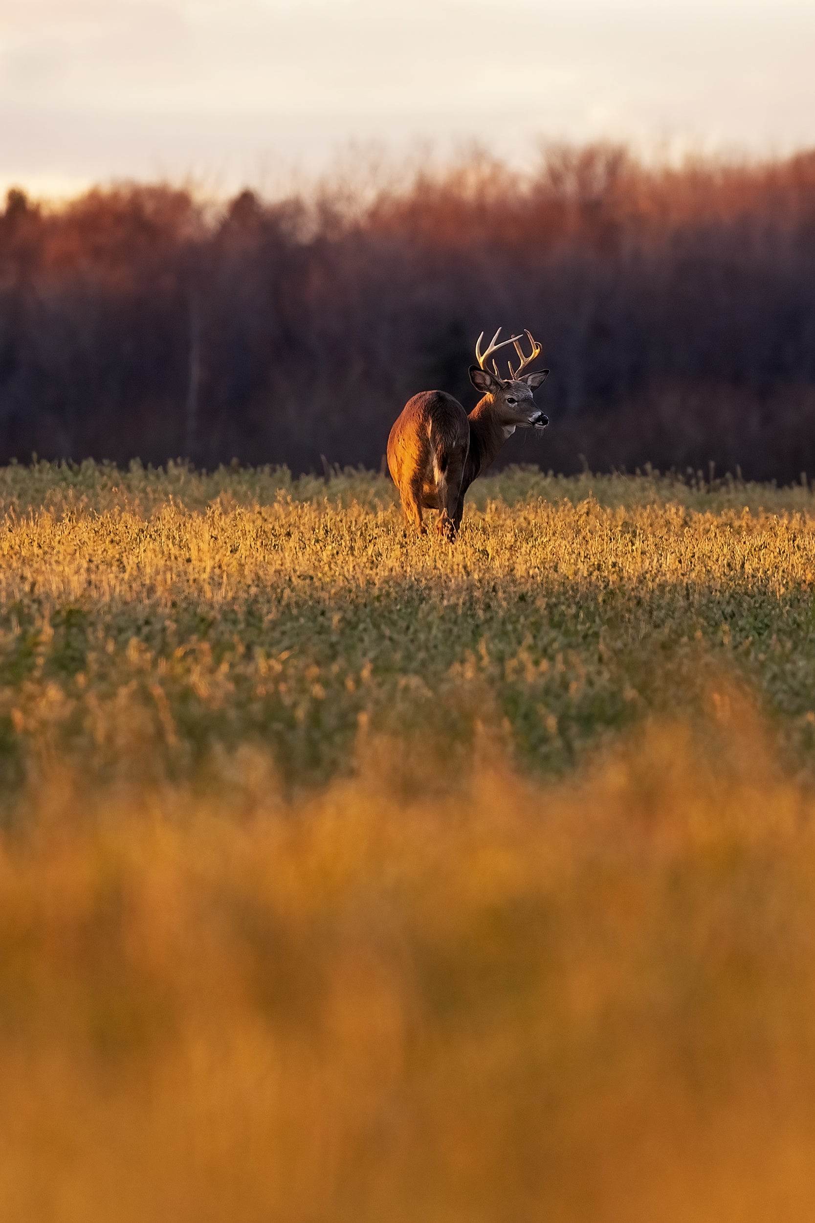 White-tailed deer 079