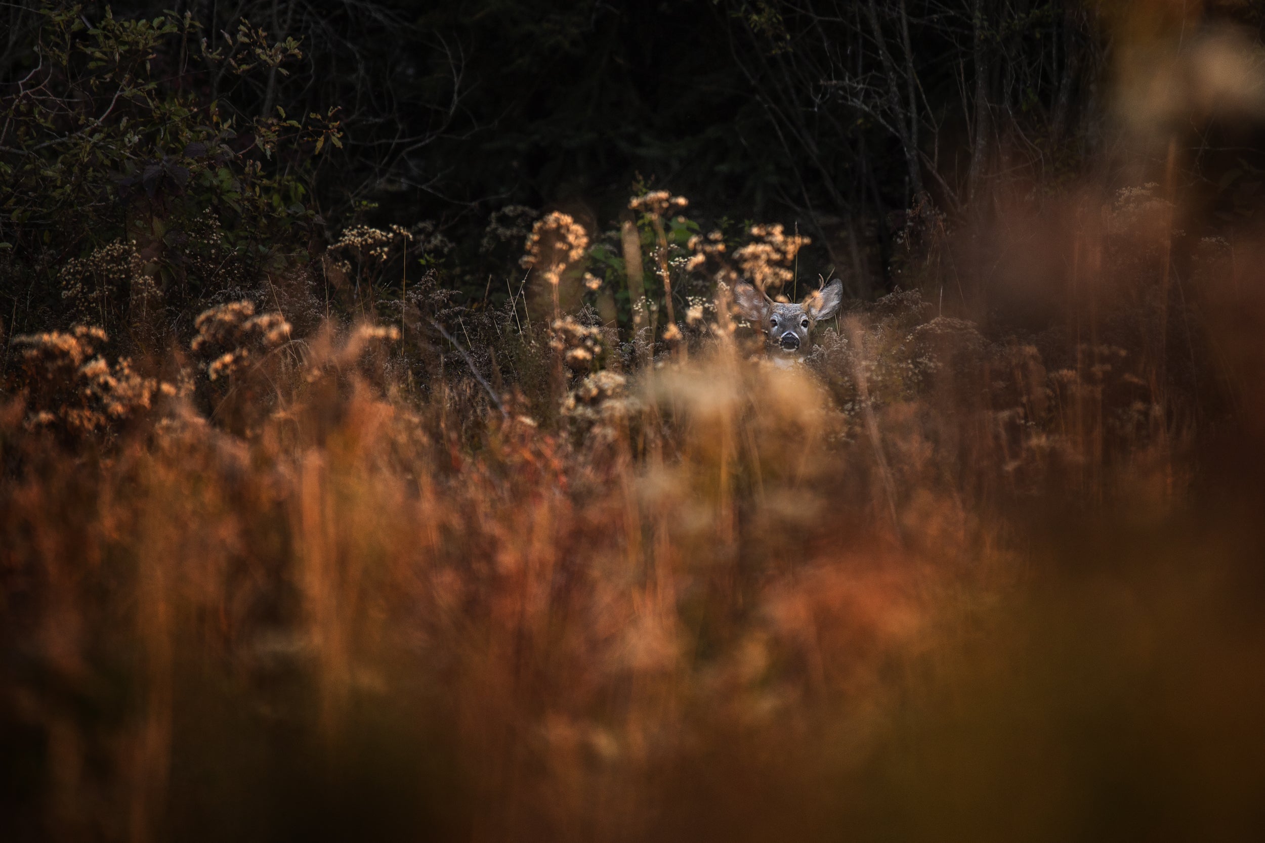 White-tailed deer 080