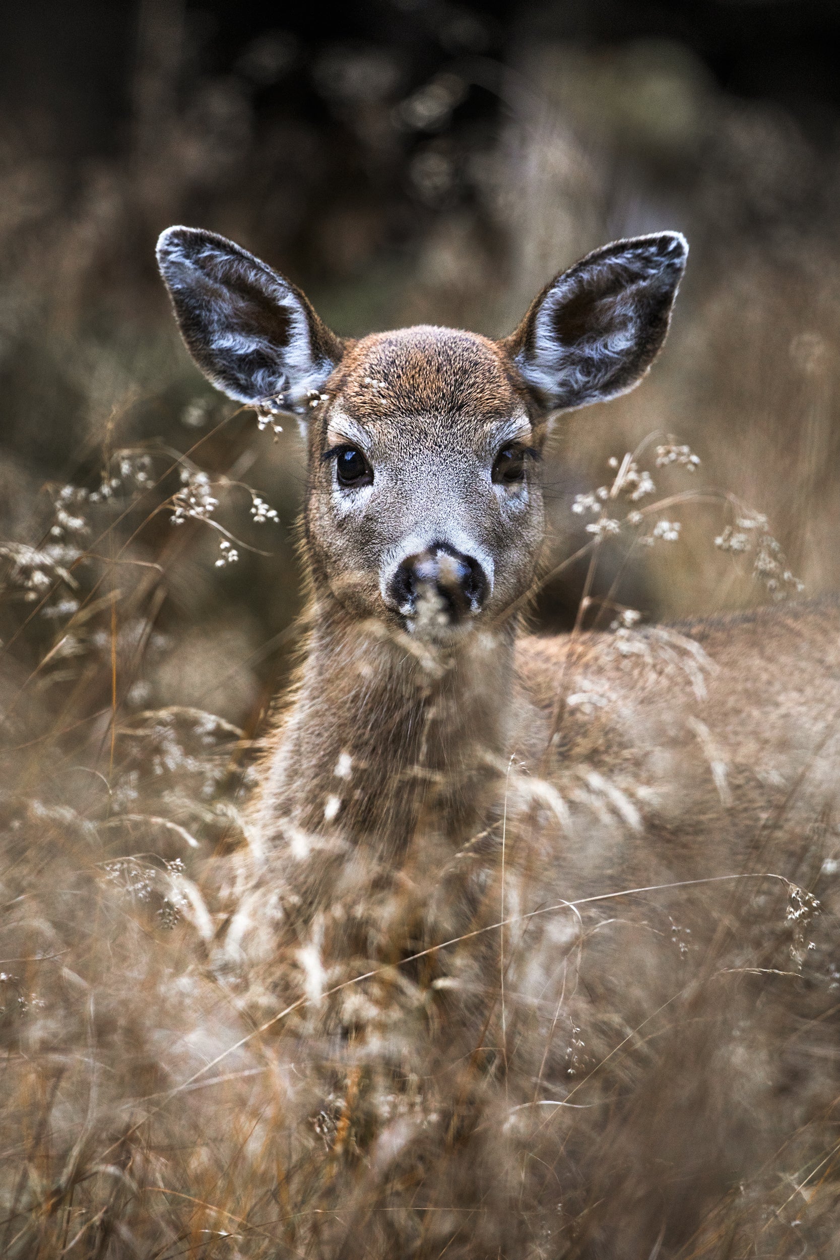 White-tailed deer 081