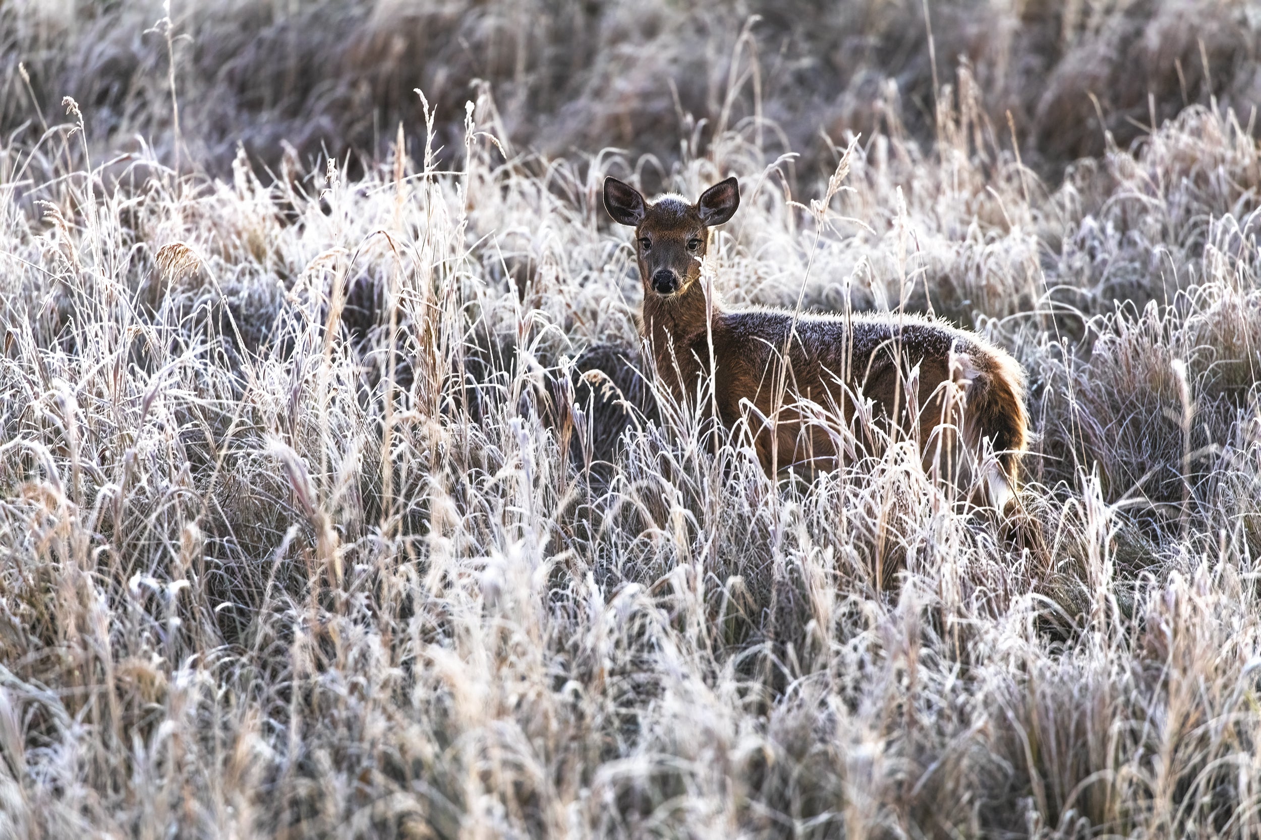 White-tailed deer 088