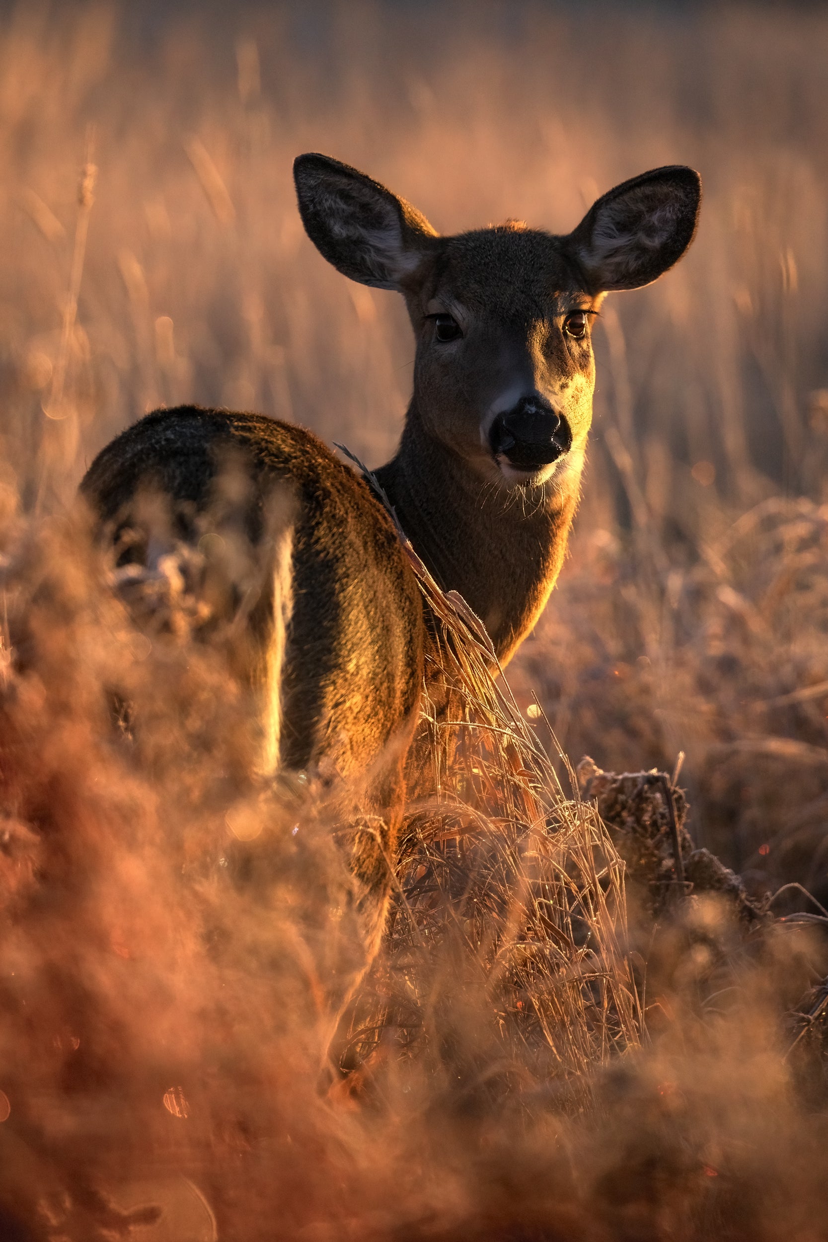 White-tailed deer 089
