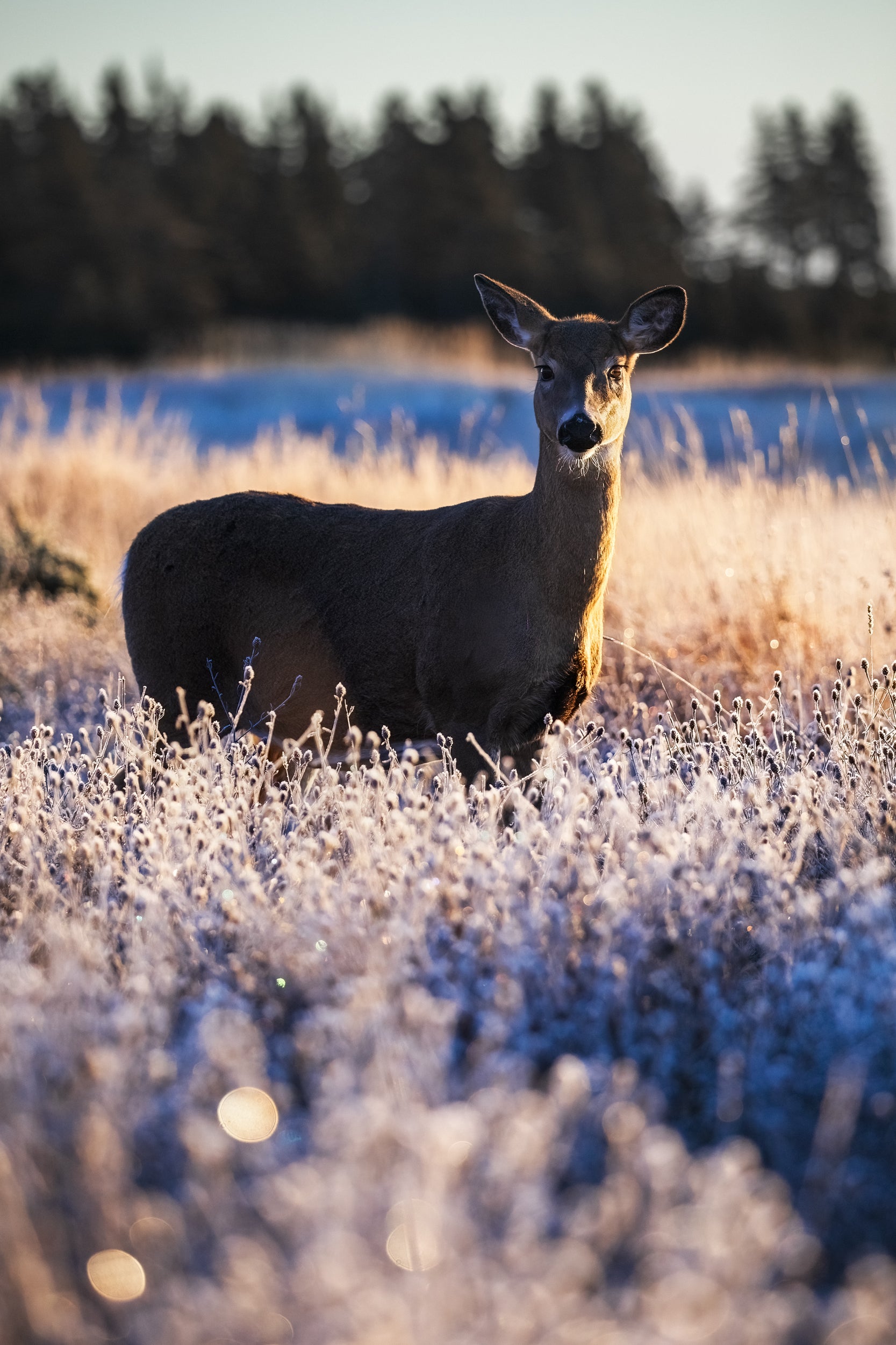 White-tailed deer 090