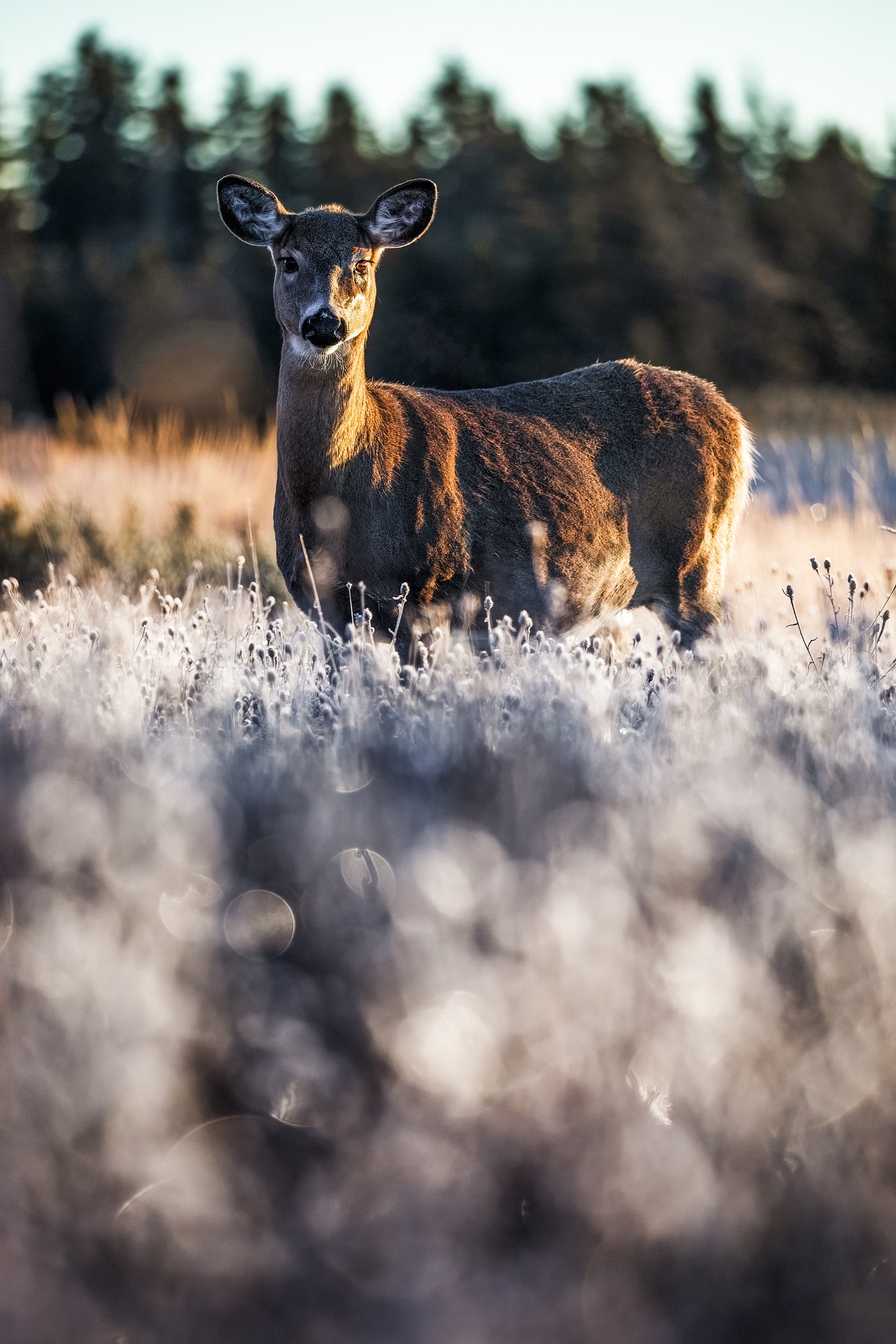 White-tailed deer 091