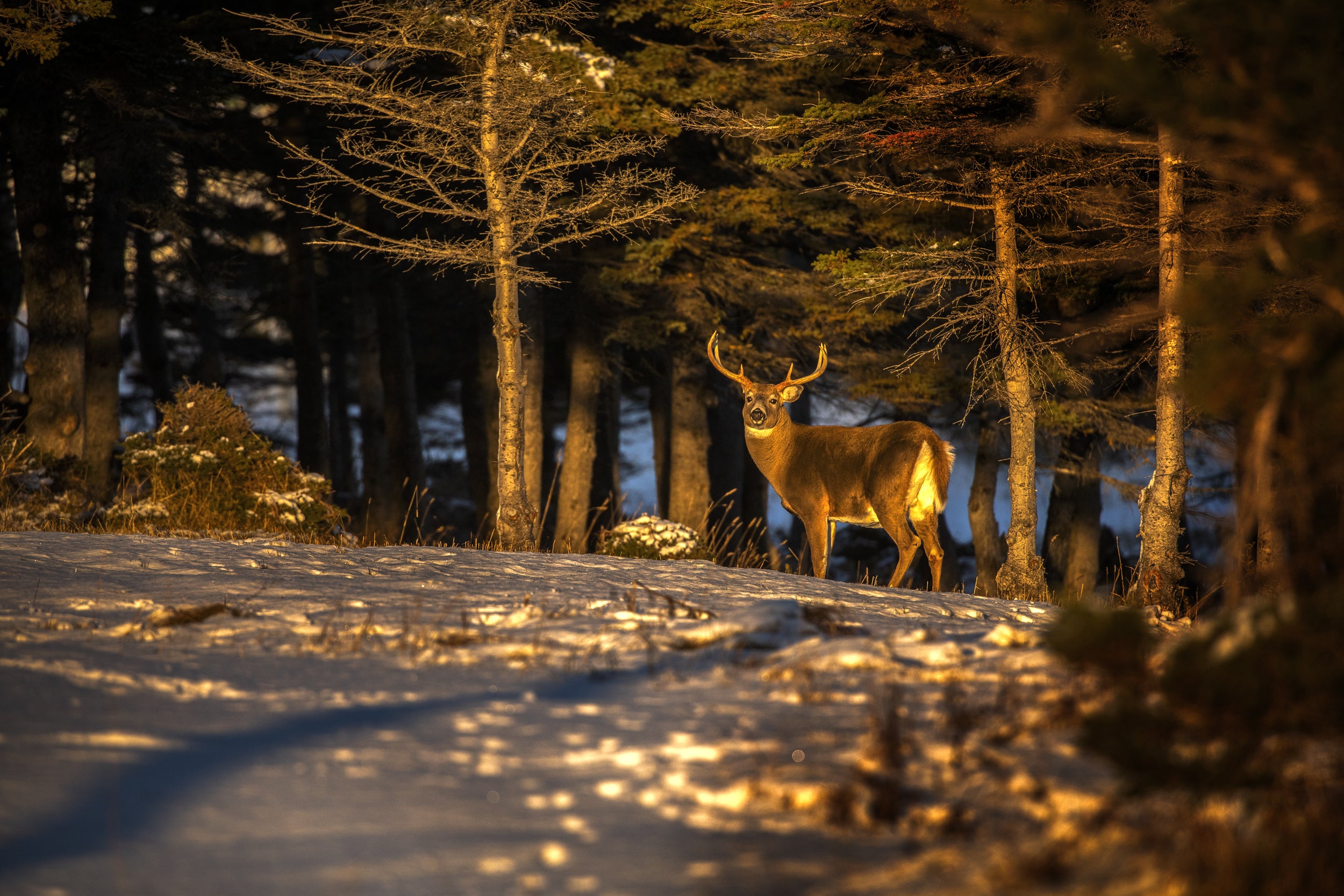 White-tailed deer 093