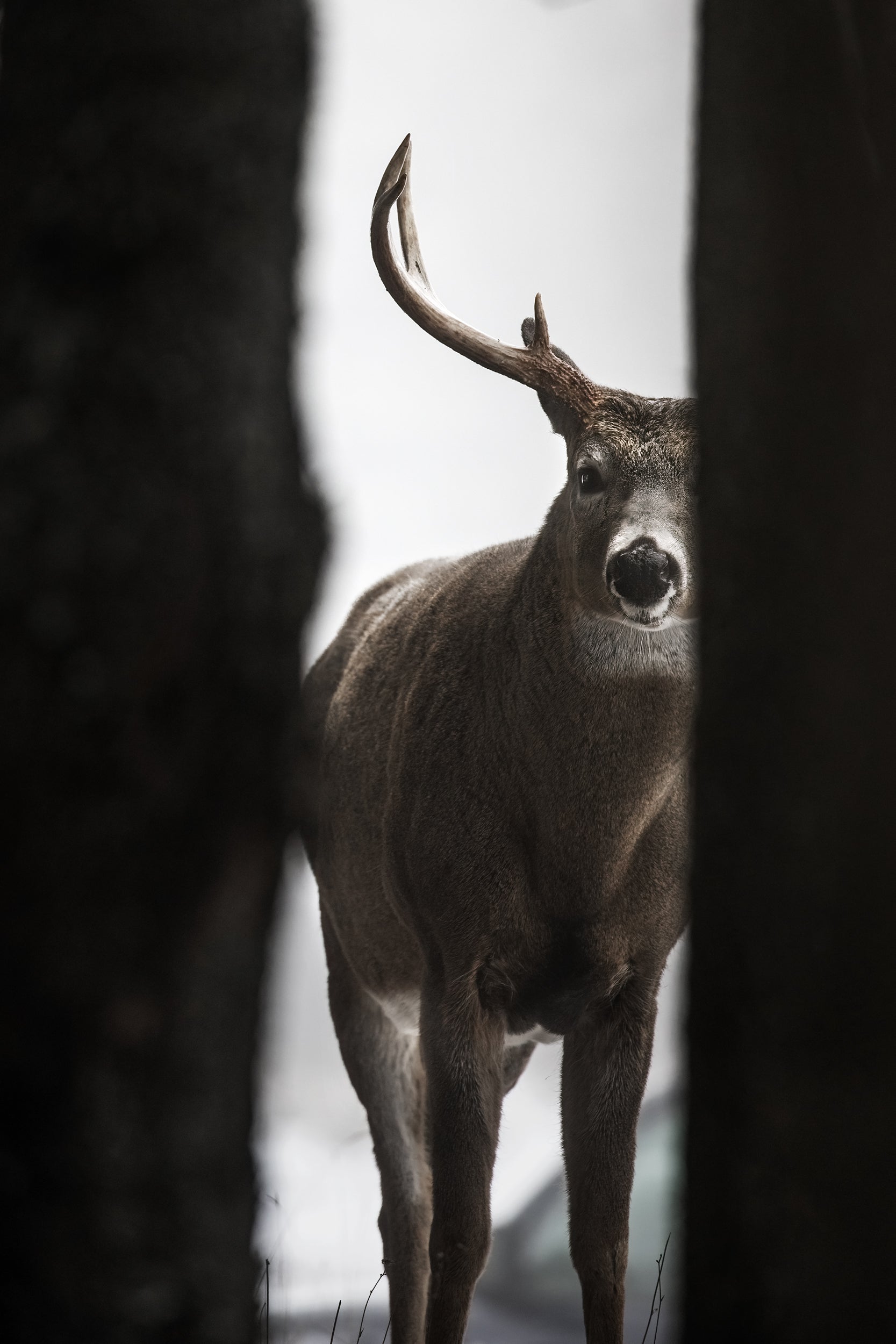 White-tailed deer 094