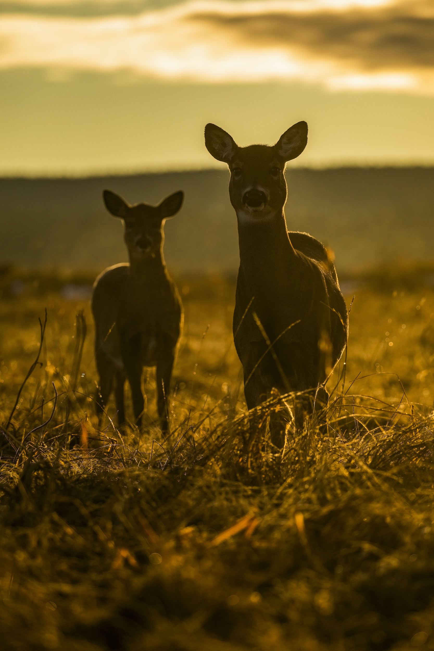 White-tailed deer 098