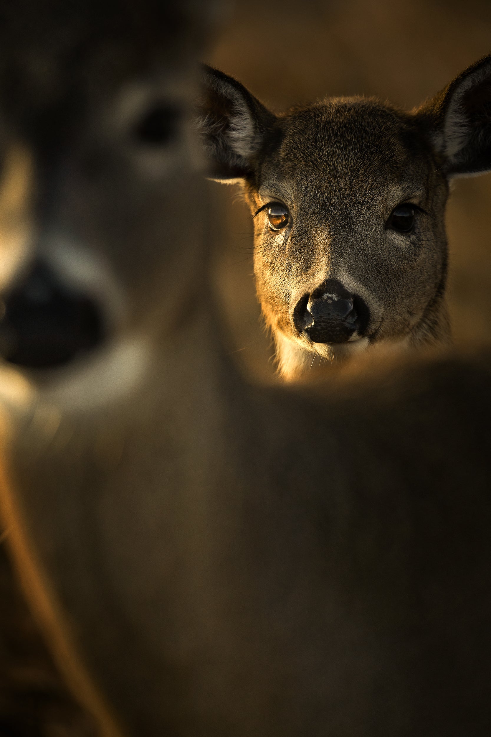 White-tailed deer 099