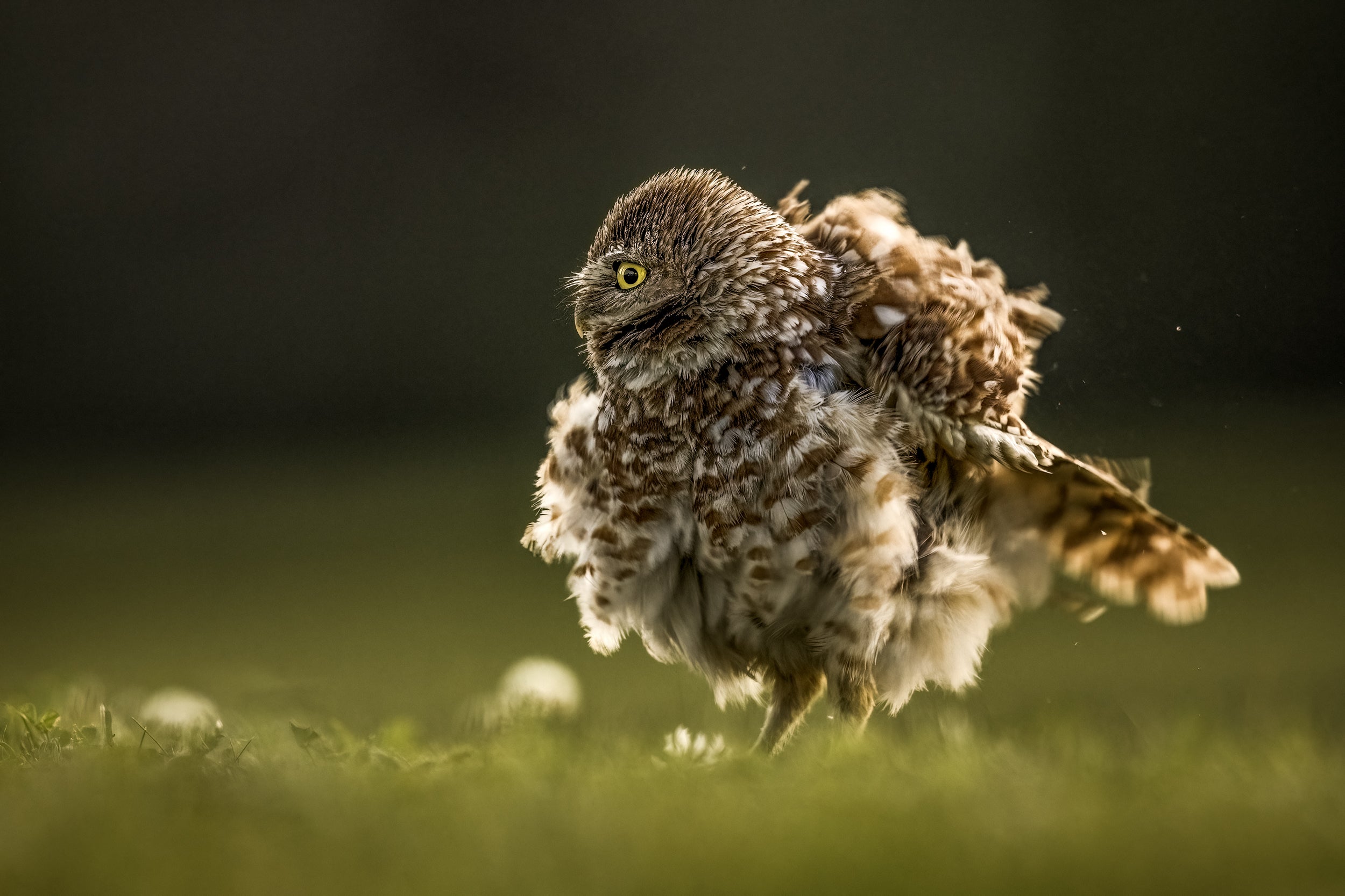 Burrowing Owl 010