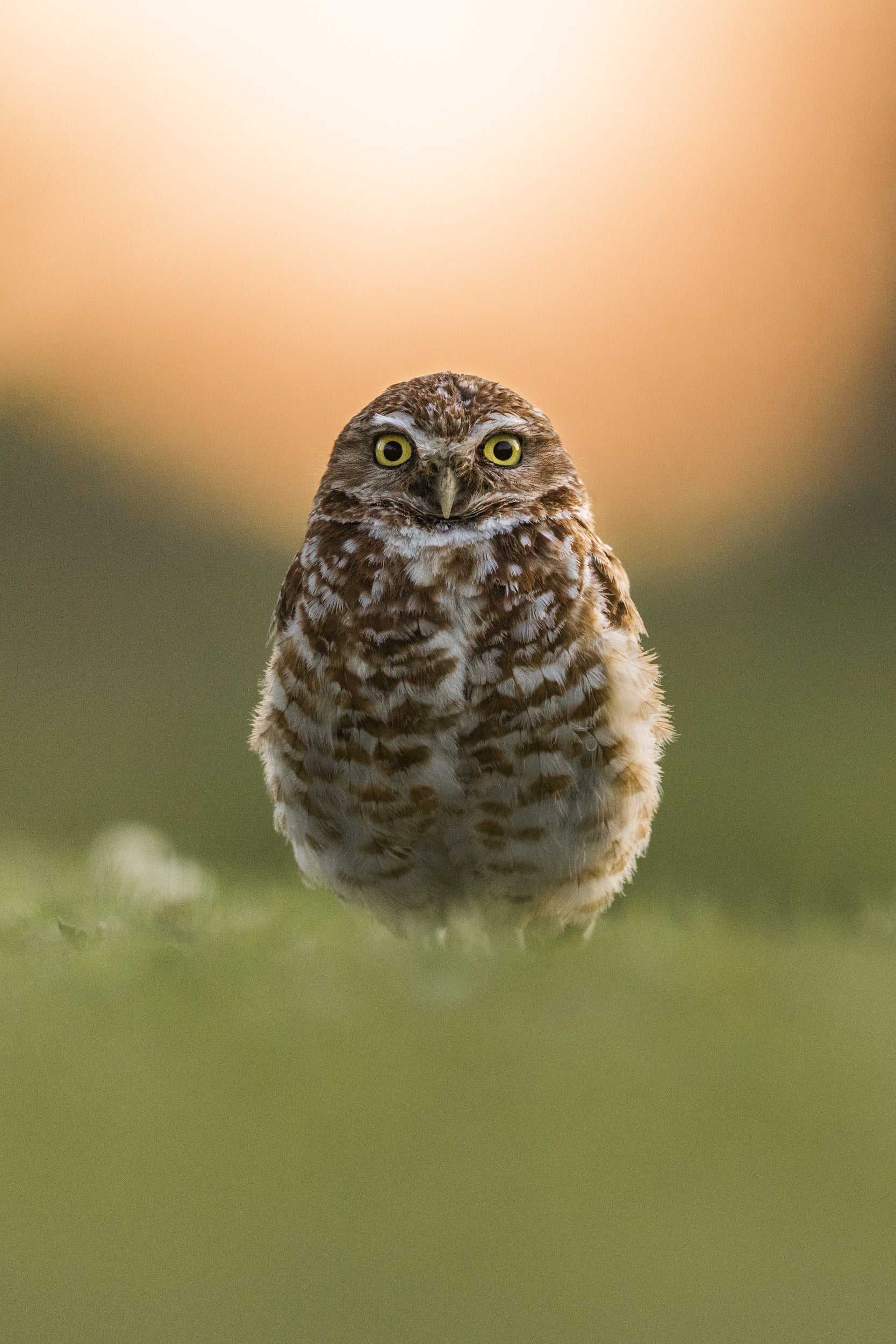 Burrowing Owl 011