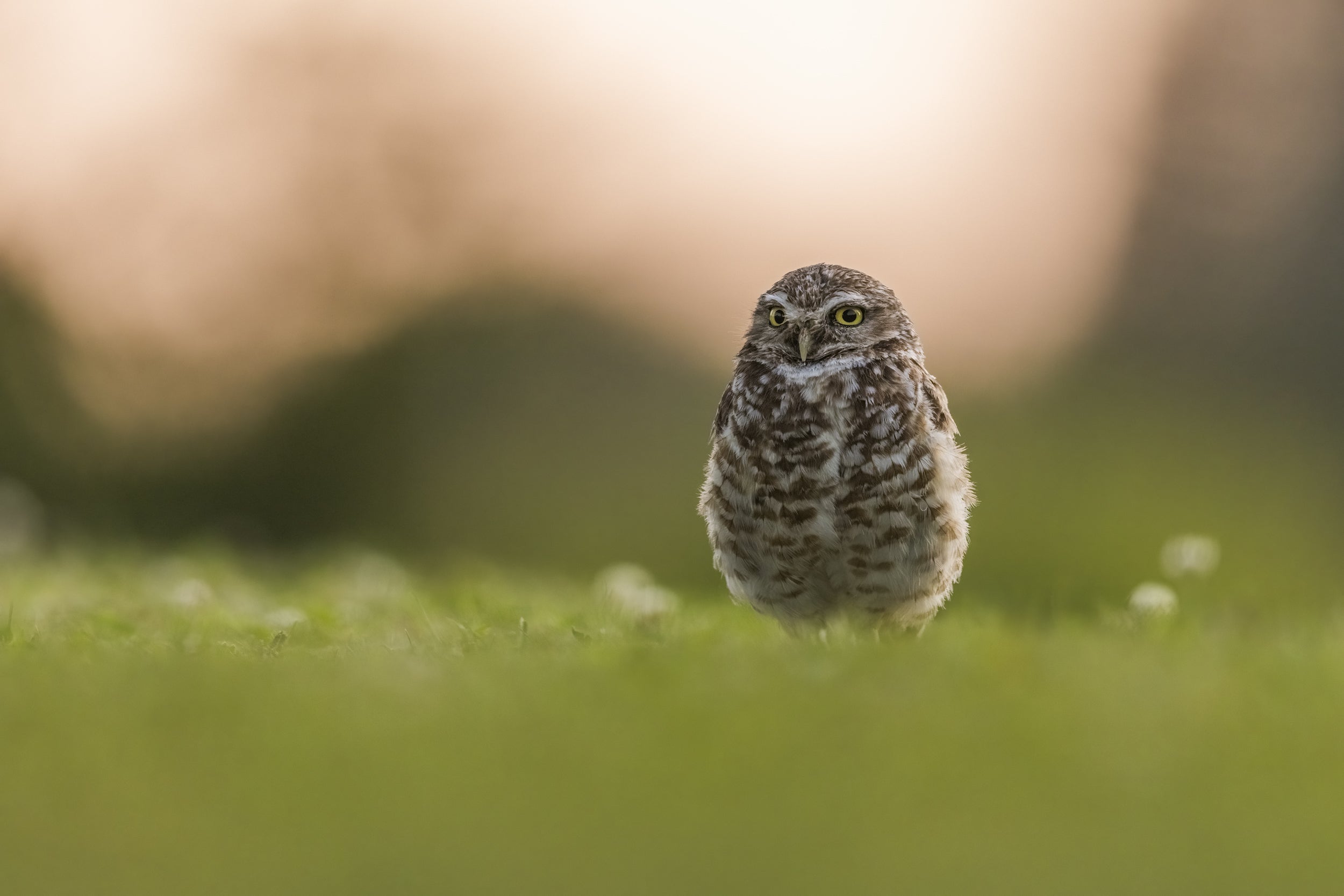 Burrowing Owl 012