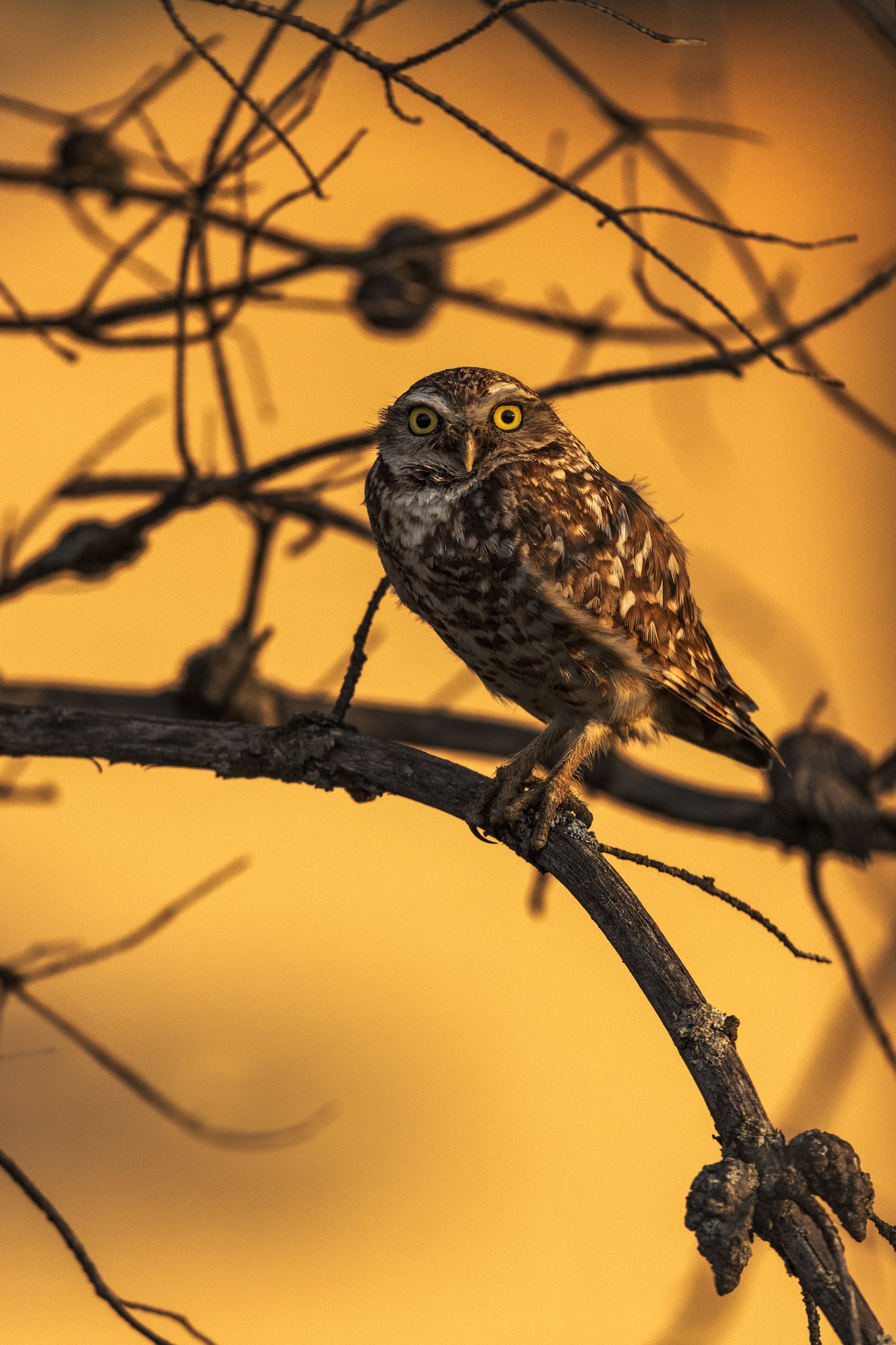 Burrowing Owl 002