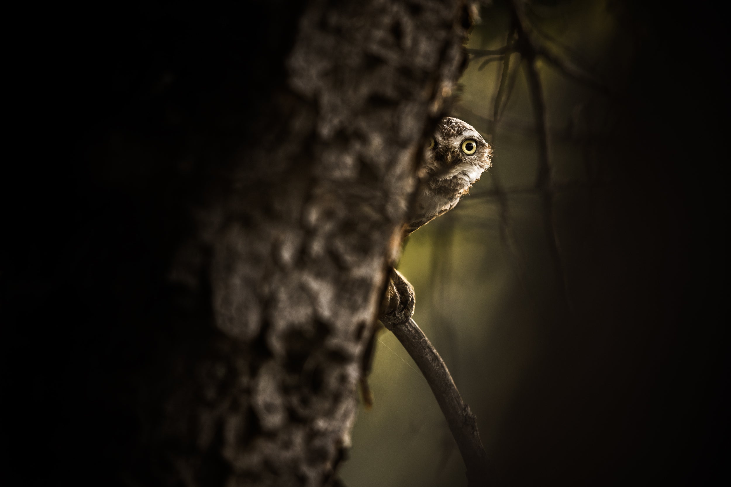 Burrowing Owl 003