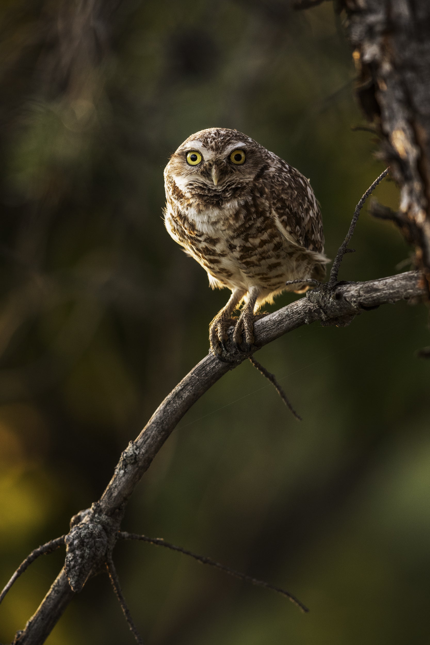Burrowing Owl 004