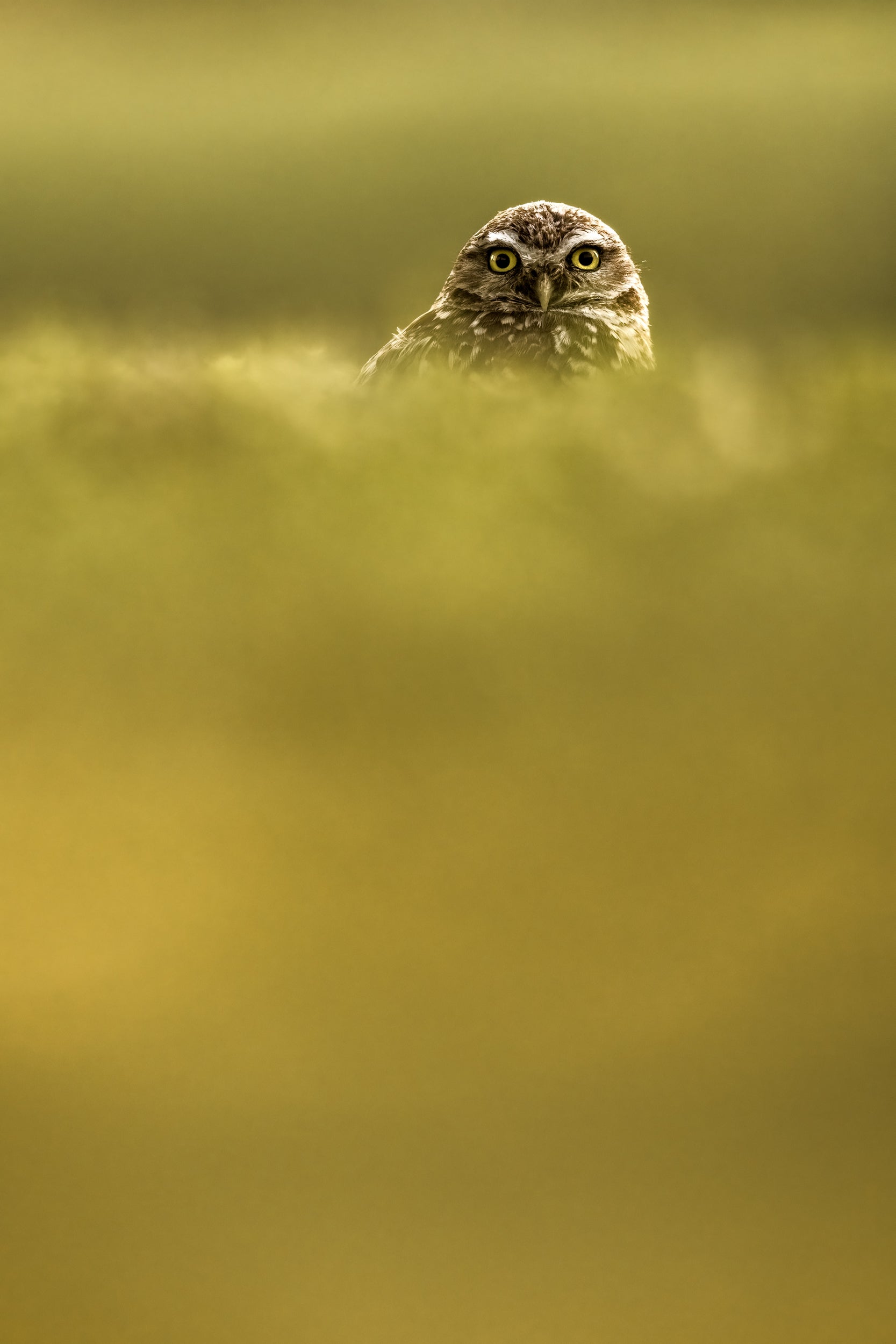 Burrowing Owl 008
