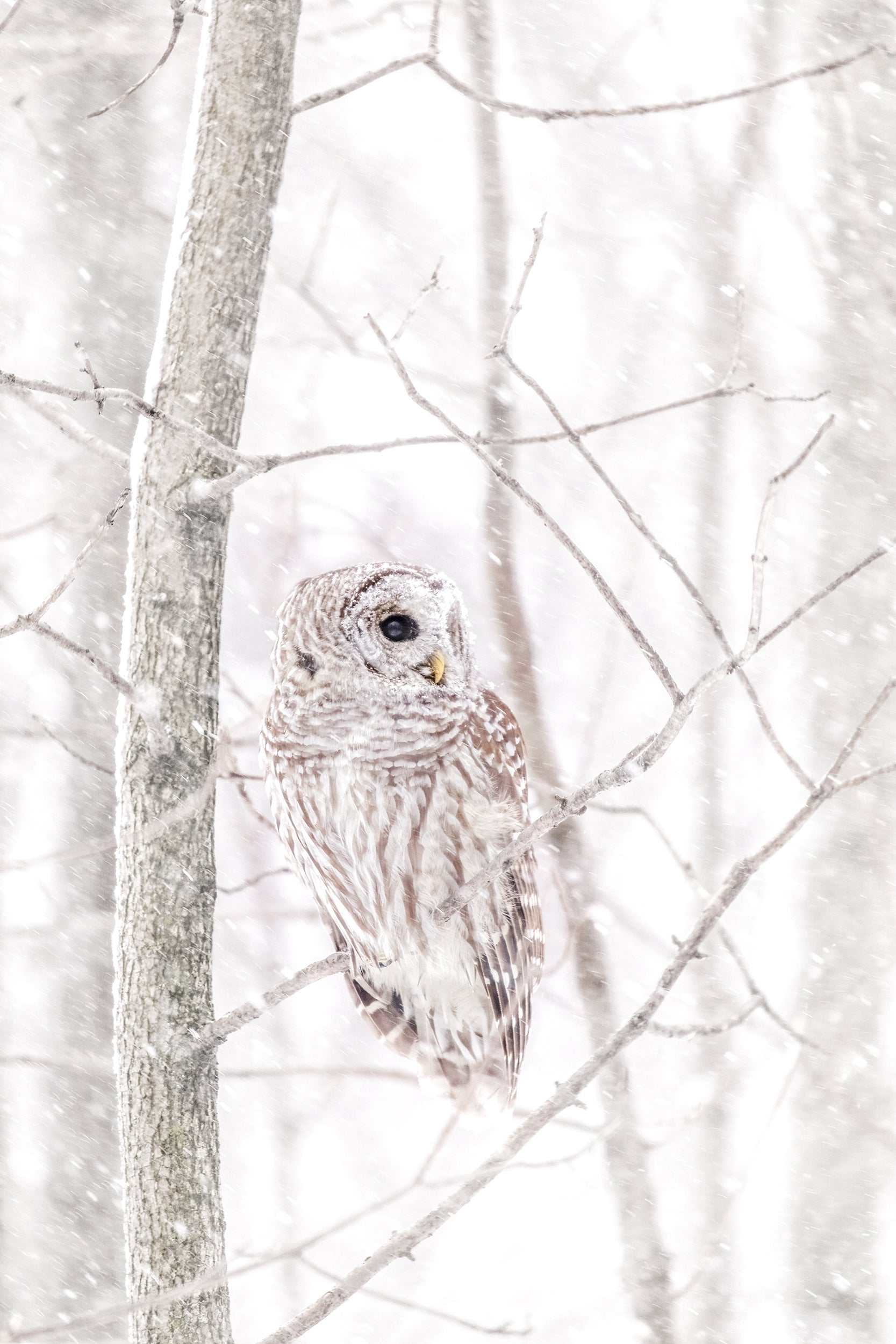 Barred Owl 001