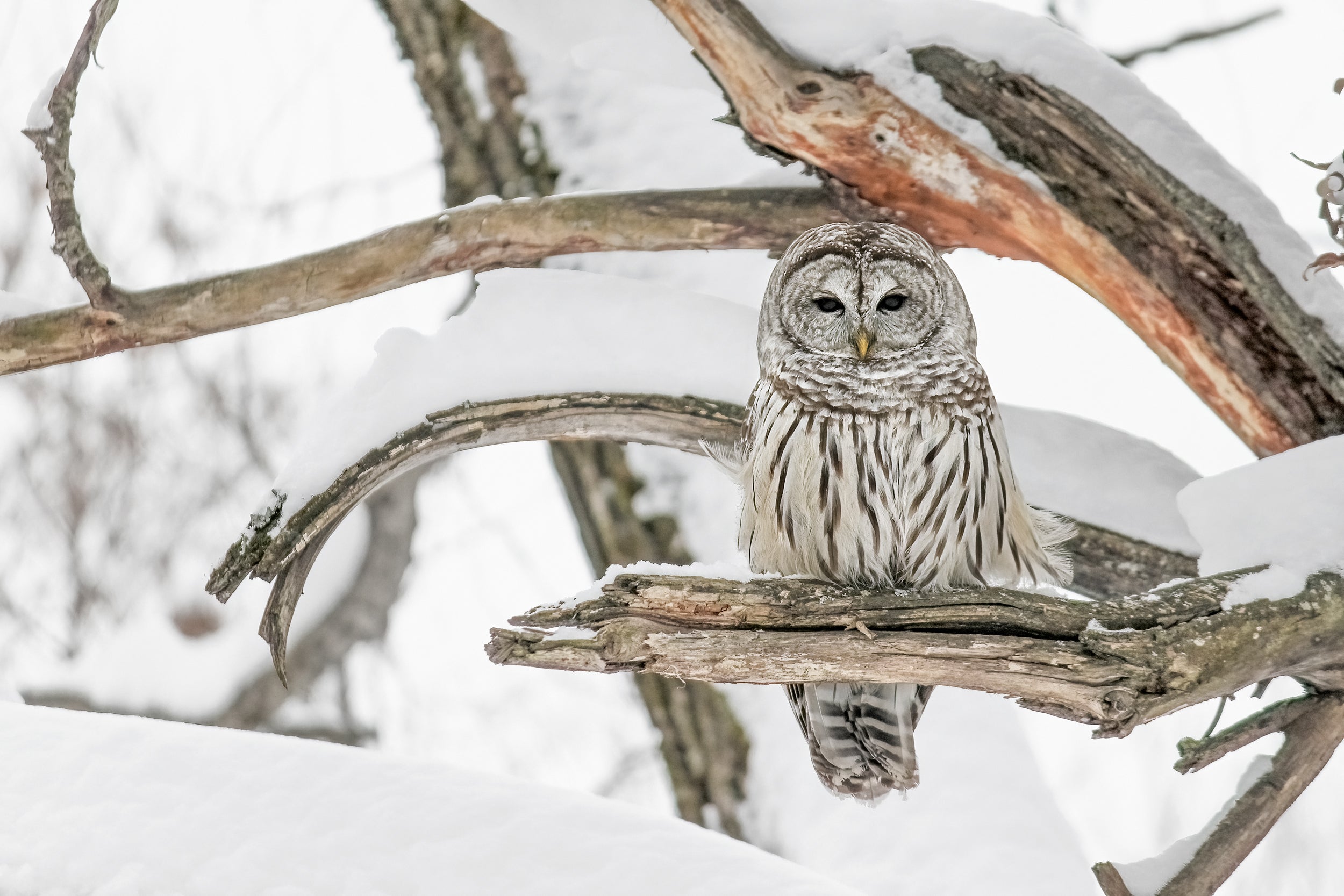 Barred Owl 002