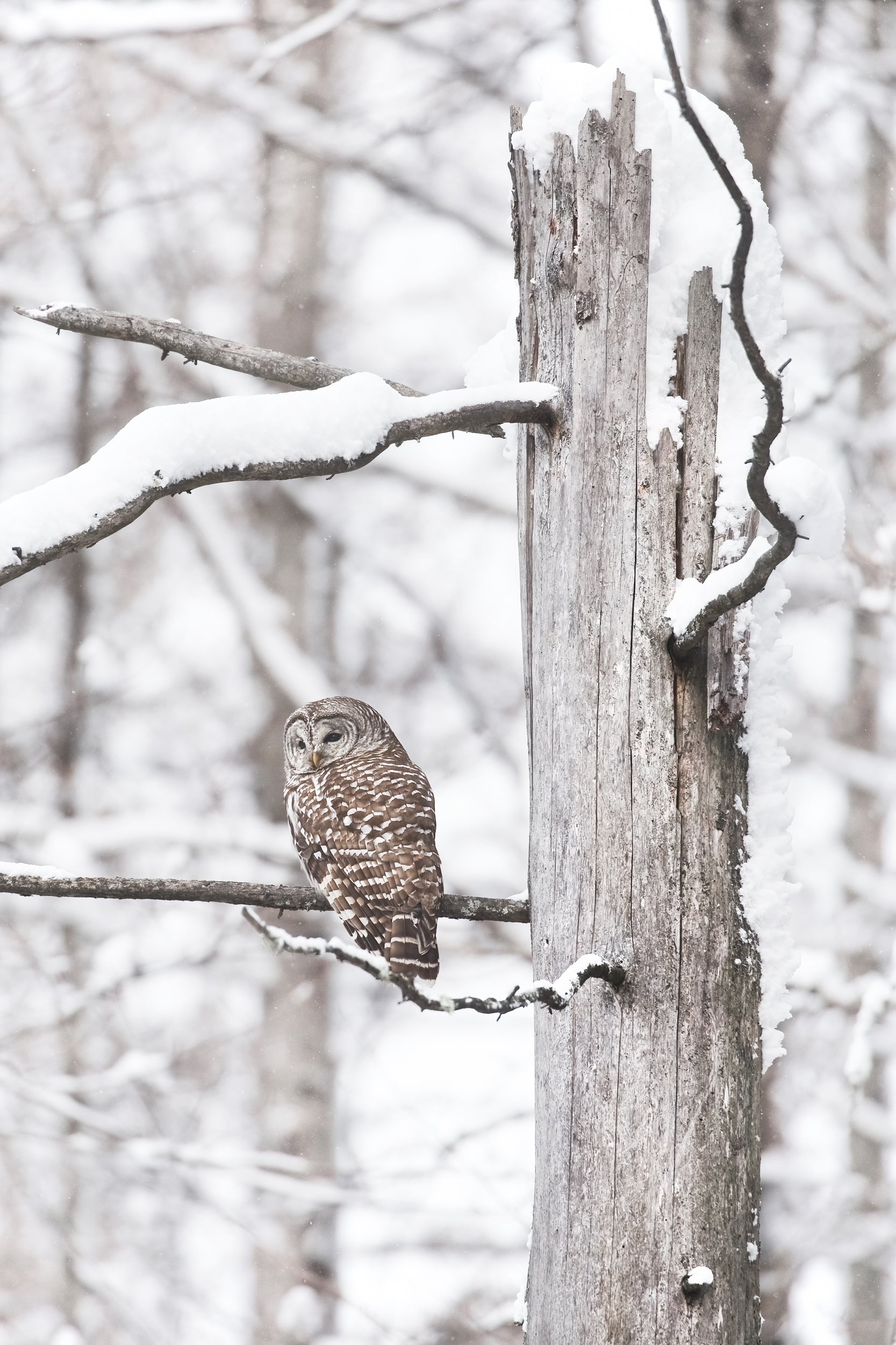 Barred Owl 003