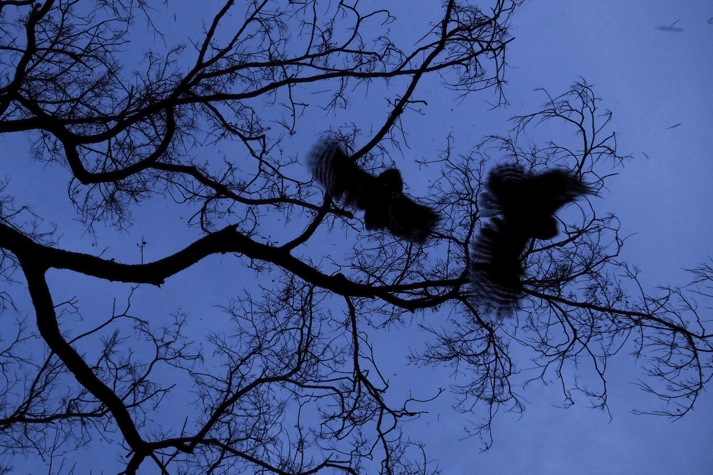 Barred Owl 004
