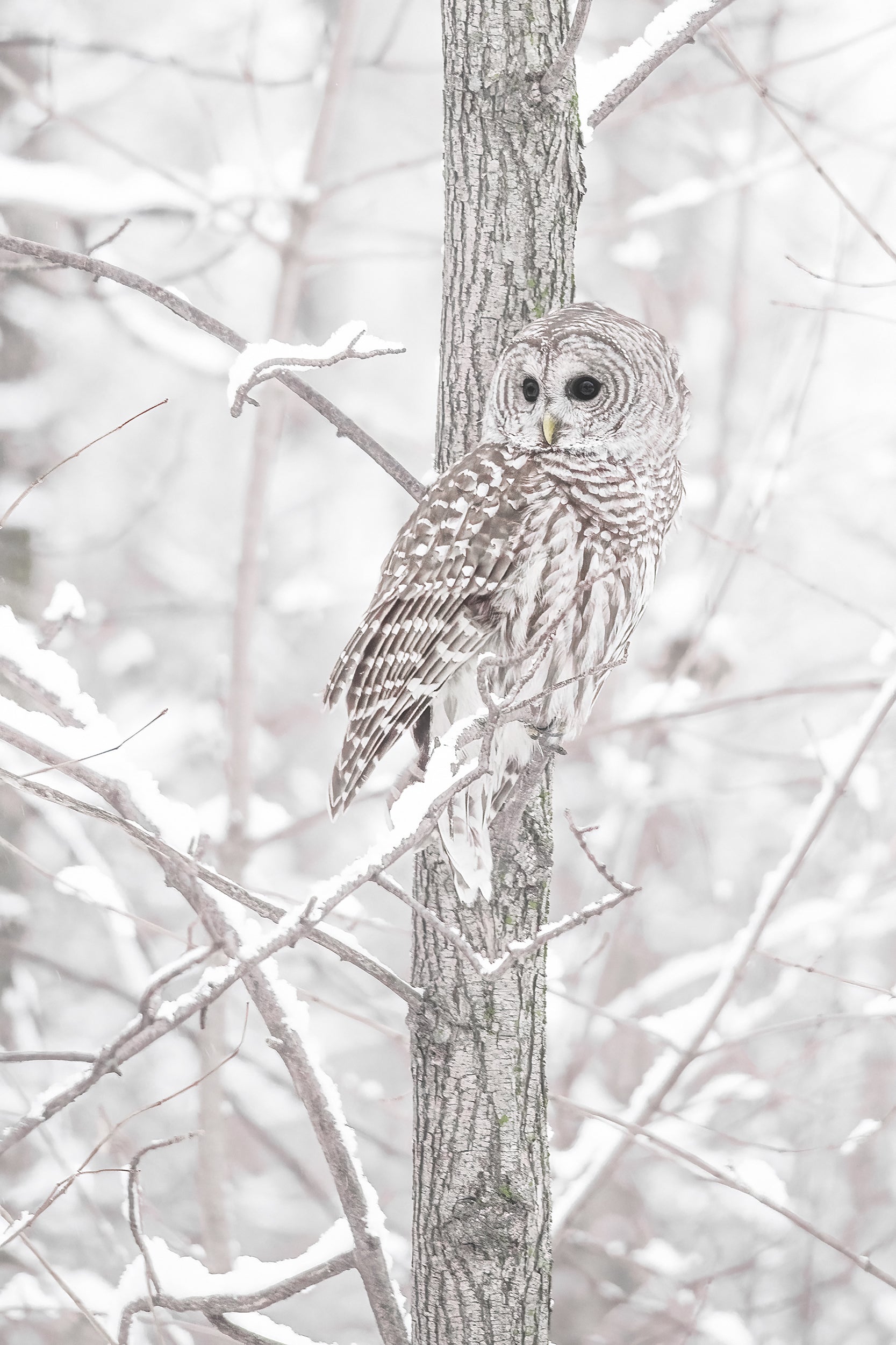 Barred Owl 005