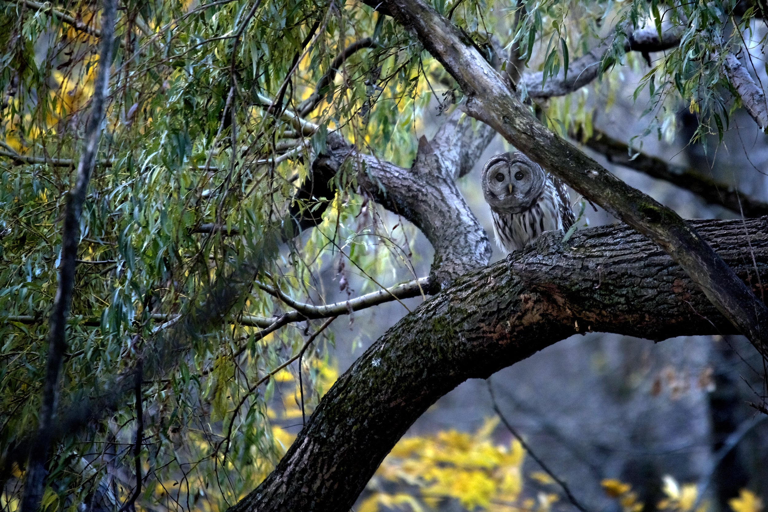 Barred Owl 006