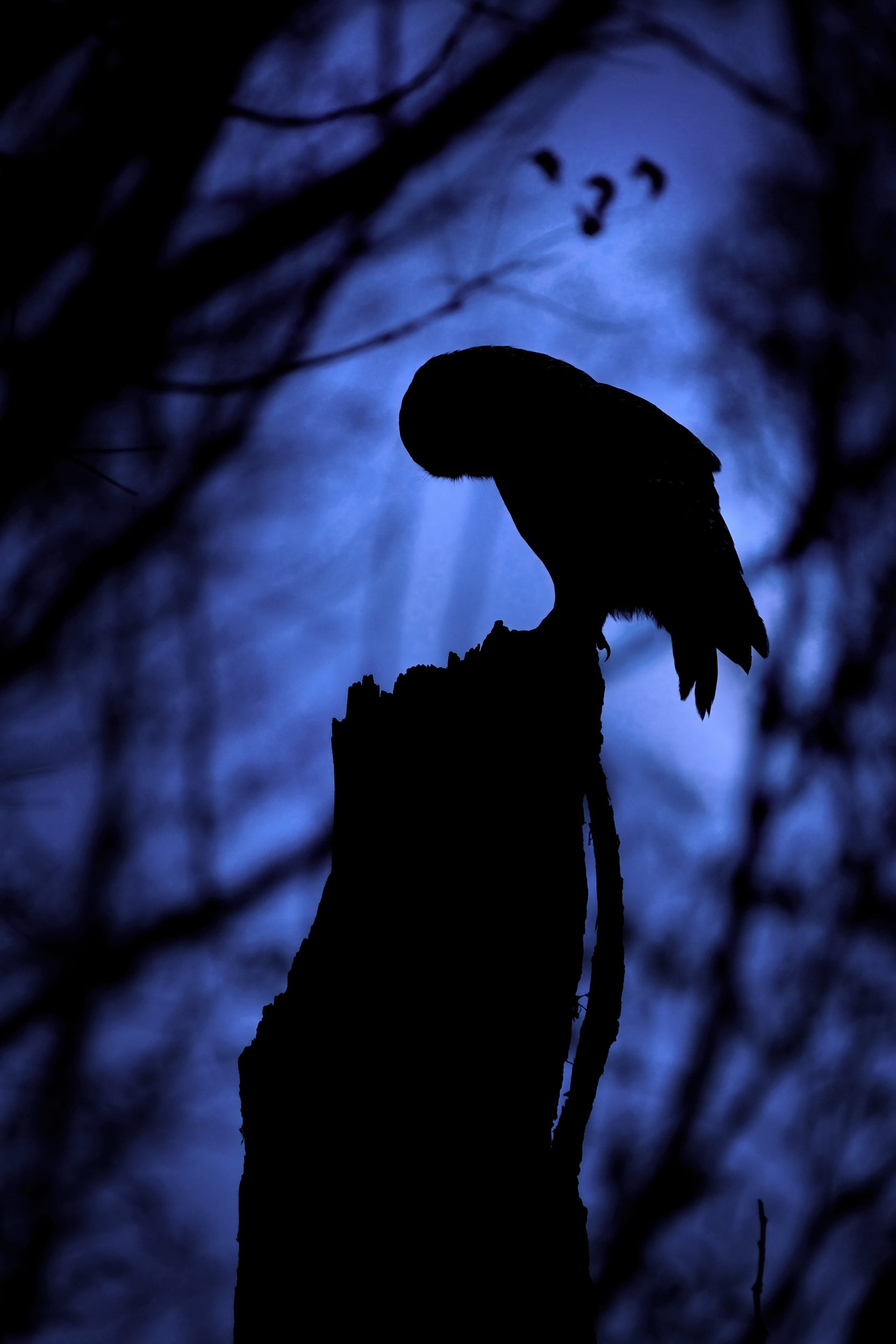 Barred Owl 007
