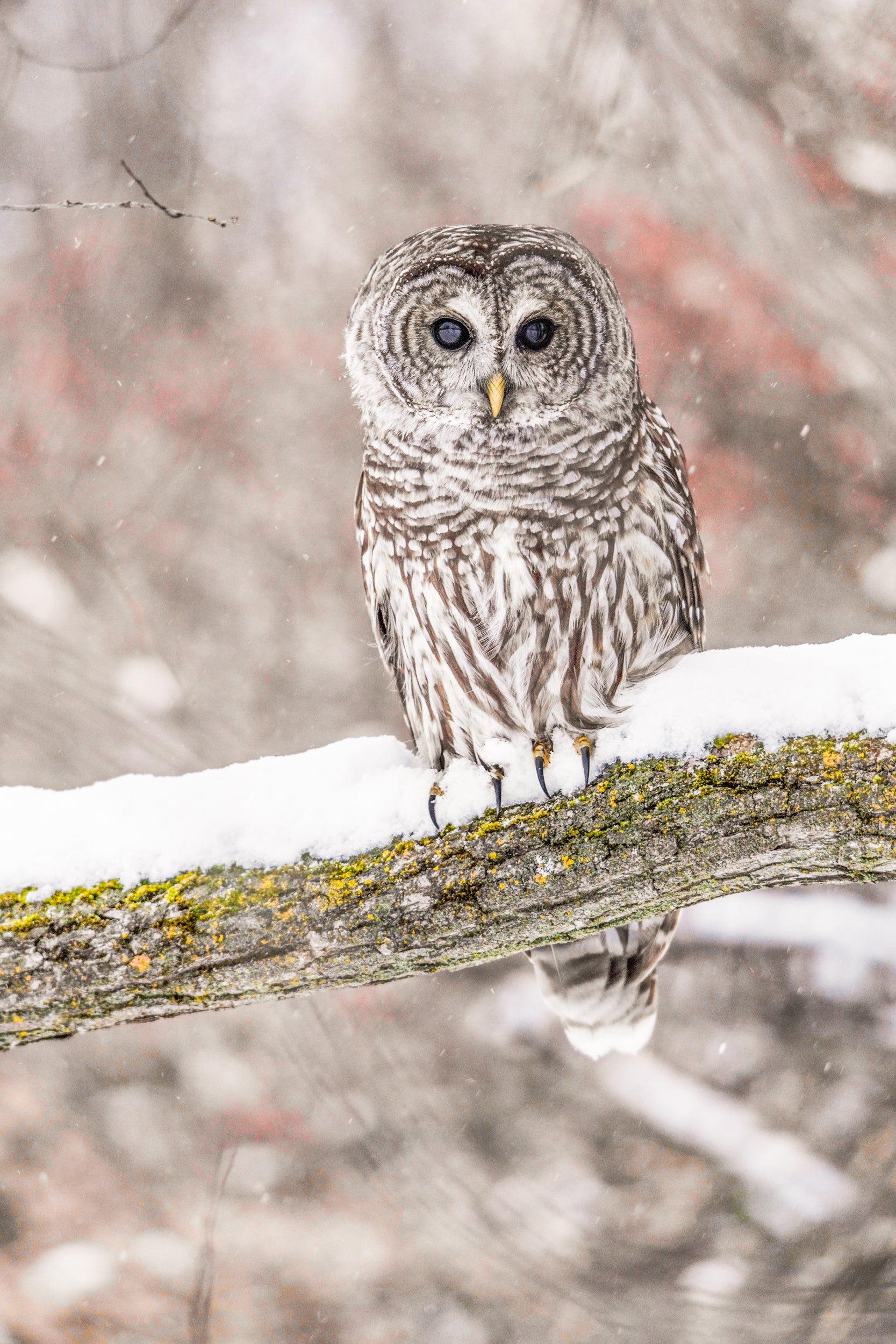 Barred Owl 008