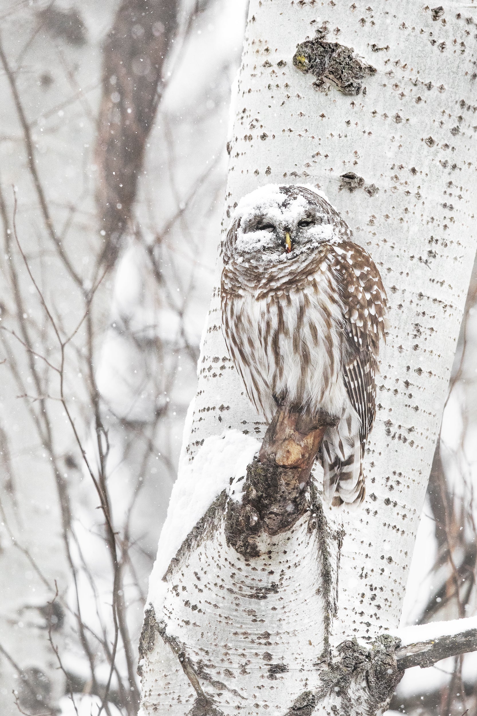 Barred Owl 009