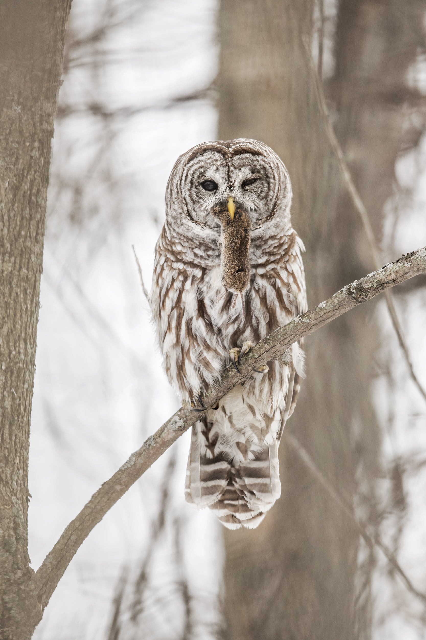 Barred Owl 010