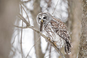 Barred Owl 011