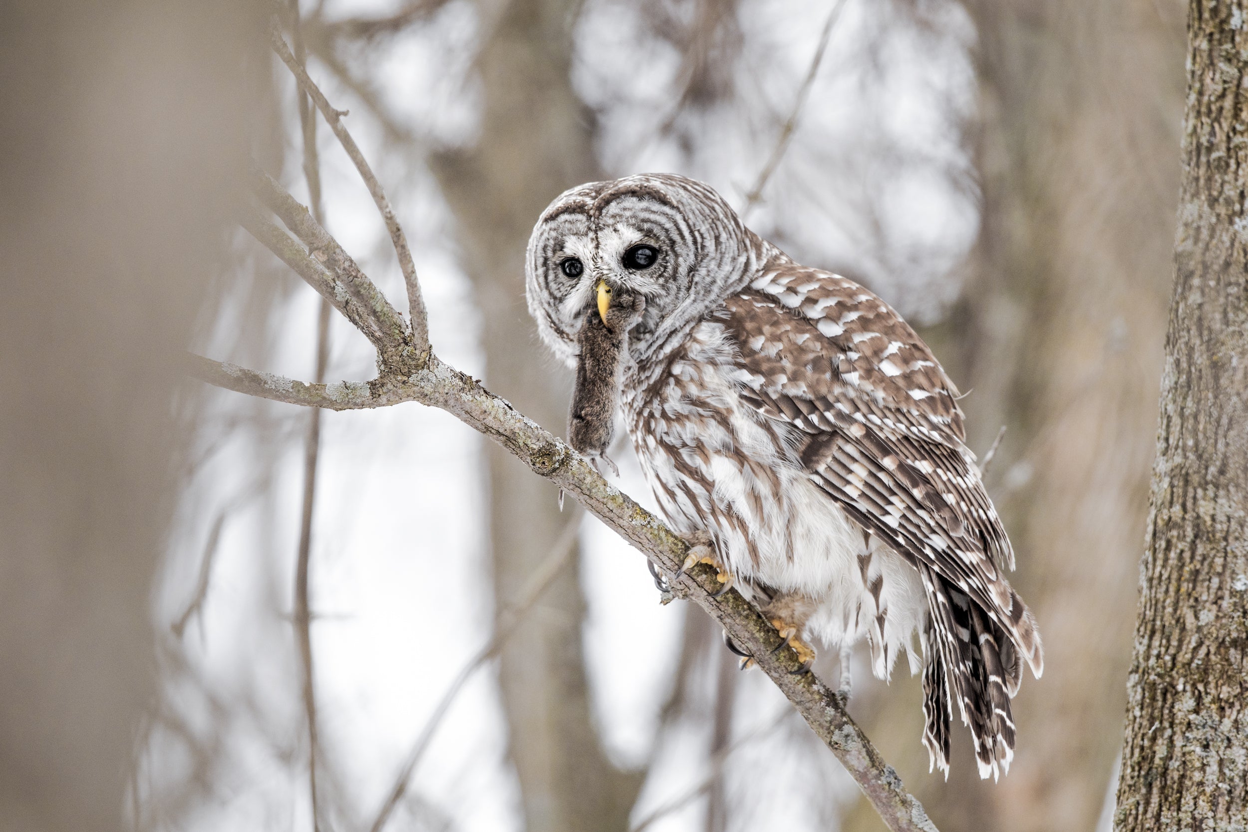 Barred Owl 011